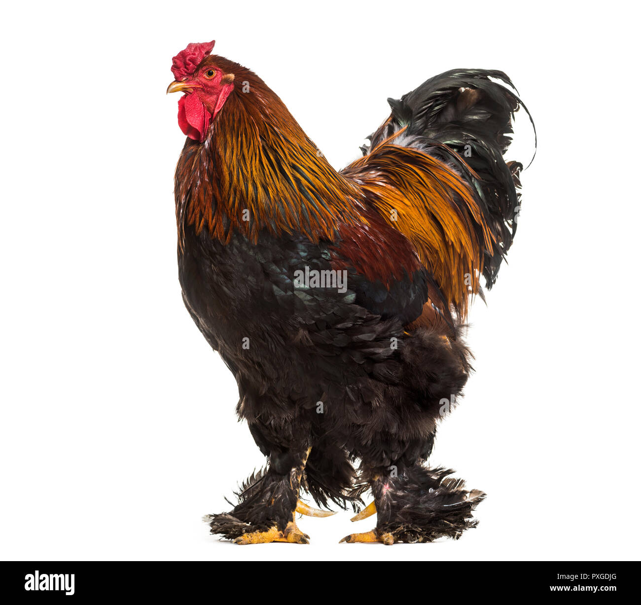 Brahma rooster, standing against white background Stock Photo