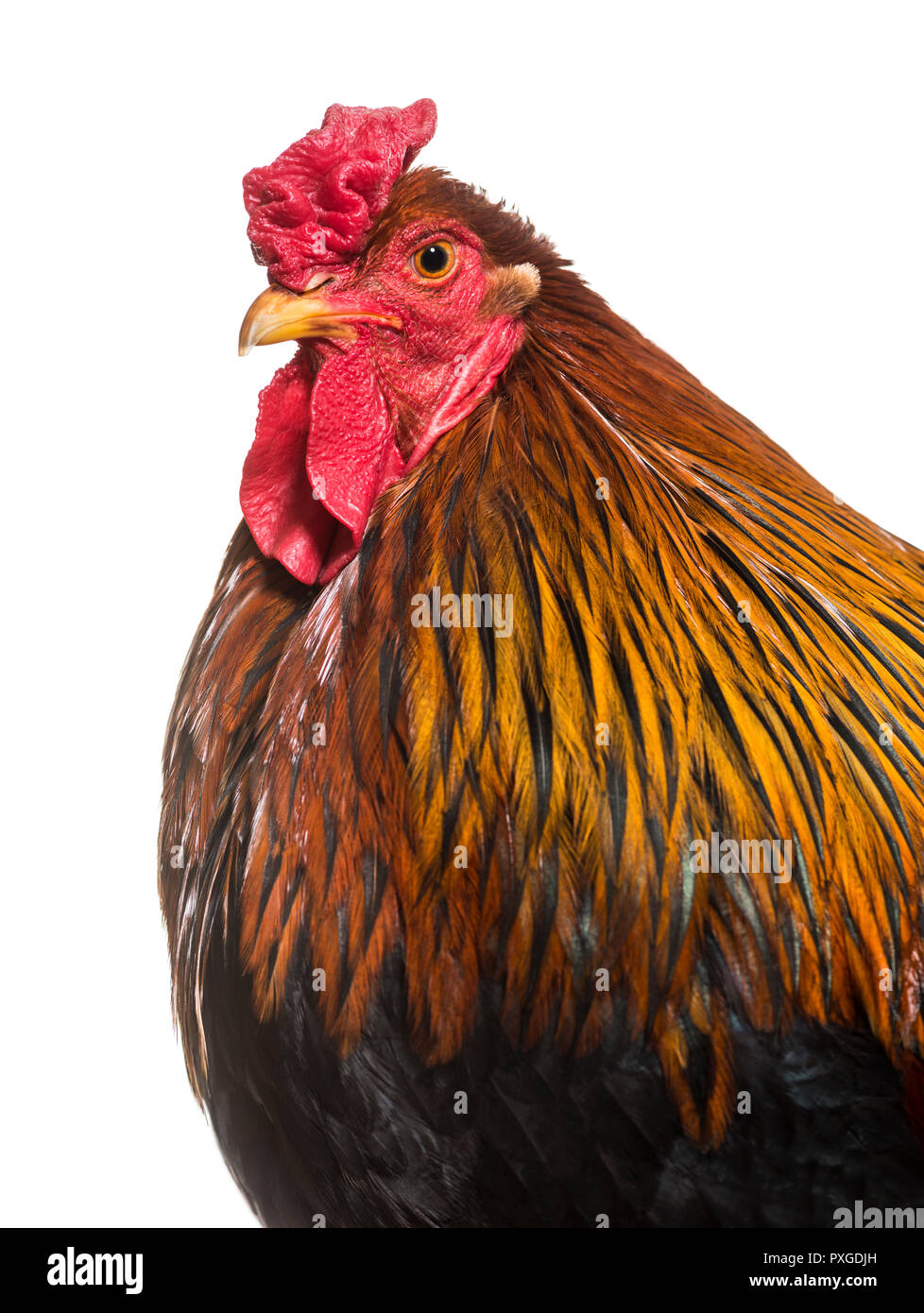 Brahma rooster against white background Stock Photo
