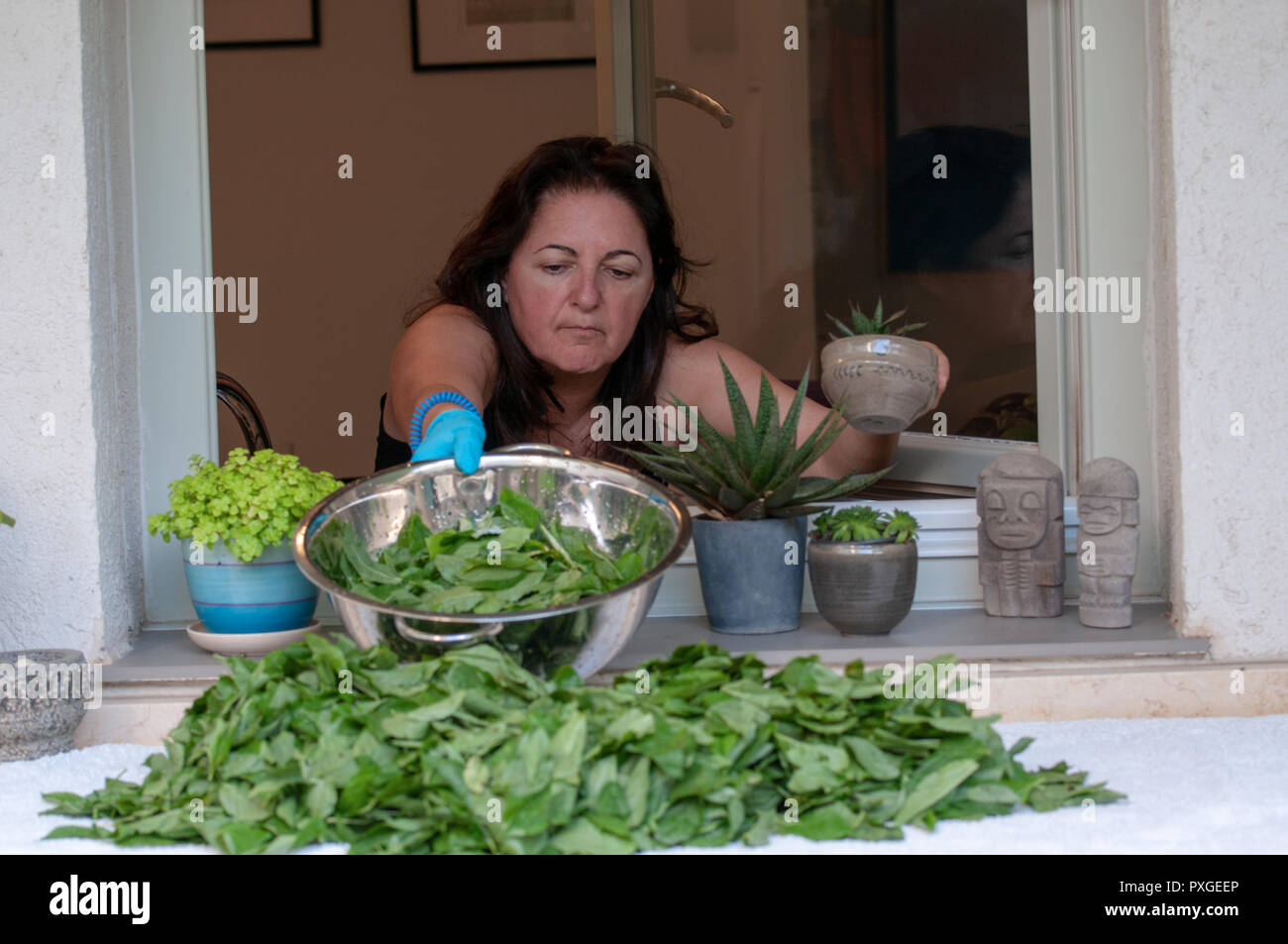 Middle Eastern Woman dries Mulukhiyah Leafs on her windowsill. Mulukhiyah are the leaves of Corchorus olitorius commonly known as The Arab 's mallow,  Stock Photo