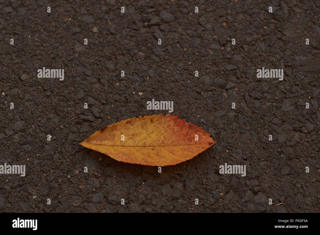 single autumn leaf isolated on the road. Stock Photo