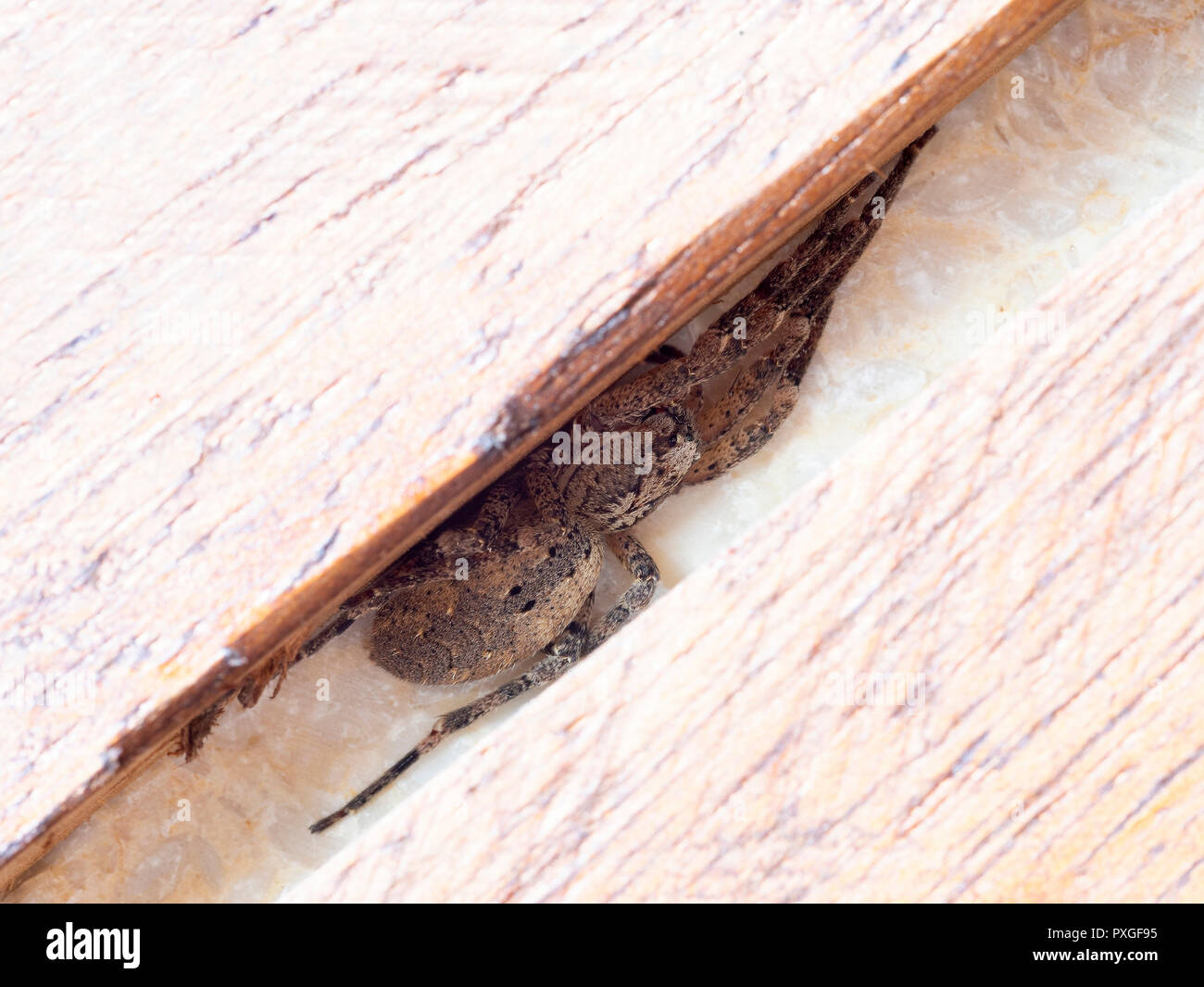 Zoropsis spinimana, False wolf spider, hiding. PS It bites  Stock Photo