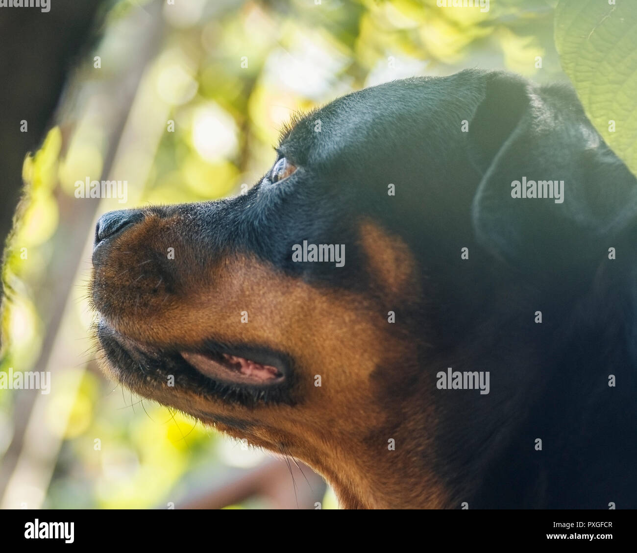 dog portrait adult rottweiler attentive serious look Stock Photo - Alamy