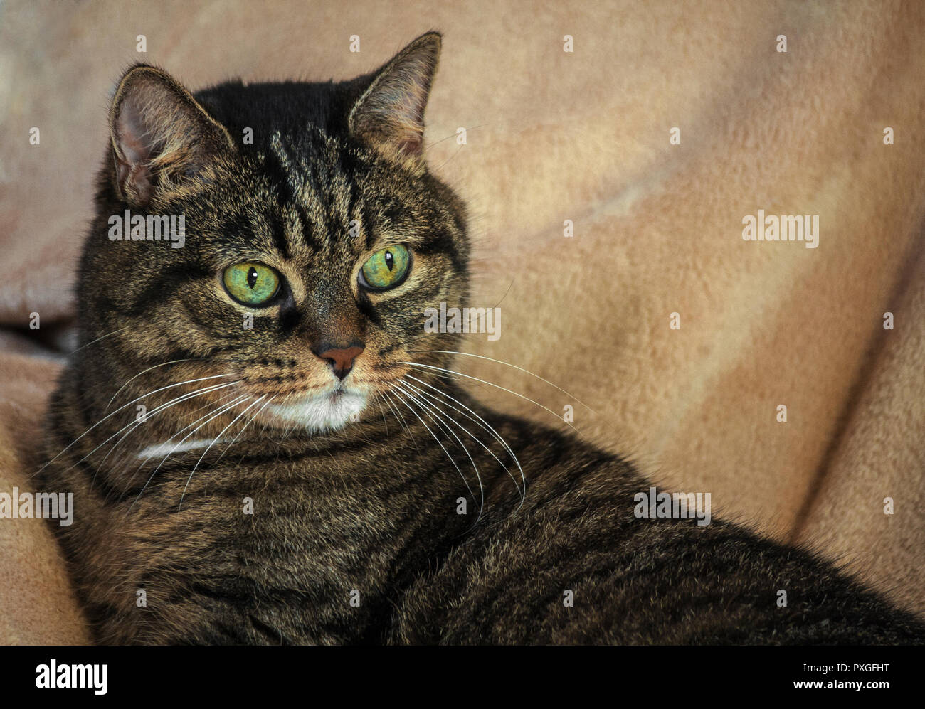 an adult mongrel female cat, huge green eyes and a striped color, brown shades with black, lying on a light beige rug, orange nose, small ears, Stock Photo