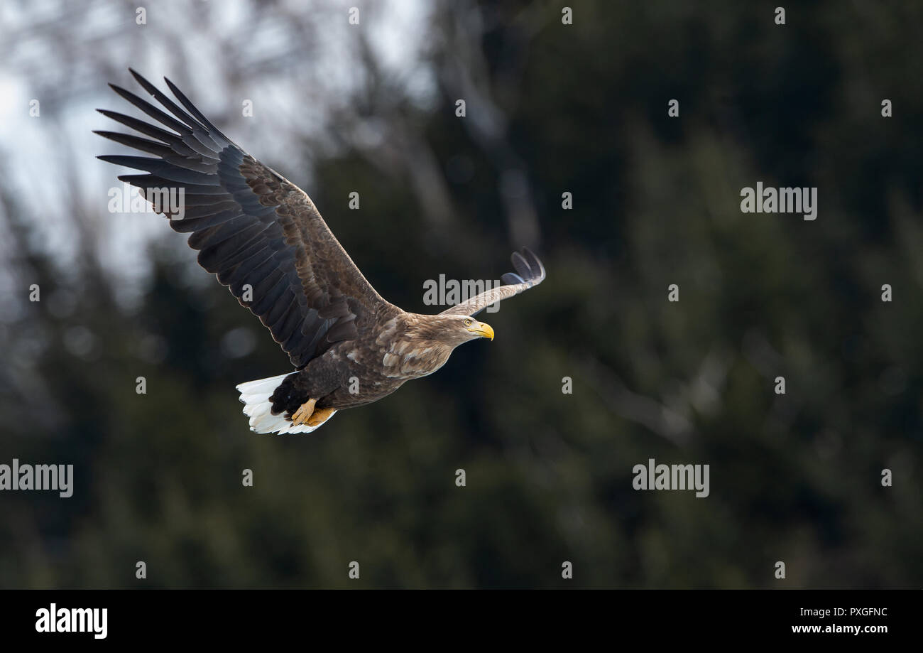 Adult White tailed eagle in flight. Mountain green forest background. Scientific name: Haliaeetus albicilla, also known as the ern, erne, gray eagle,  Stock Photo