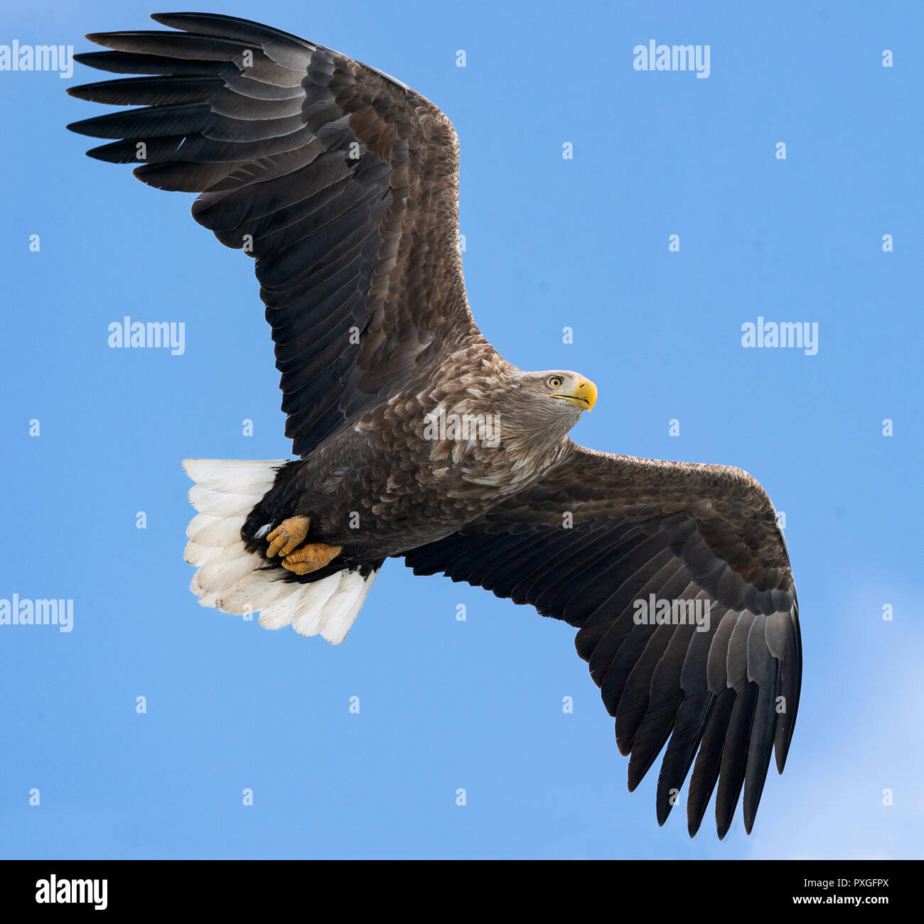 Adult white tailed eagle in flight. Blue sky background. Scientific name: Haliaeetus albicilla, also known as the ern, erne, gray eagle, Eurasian sea  Stock Photo