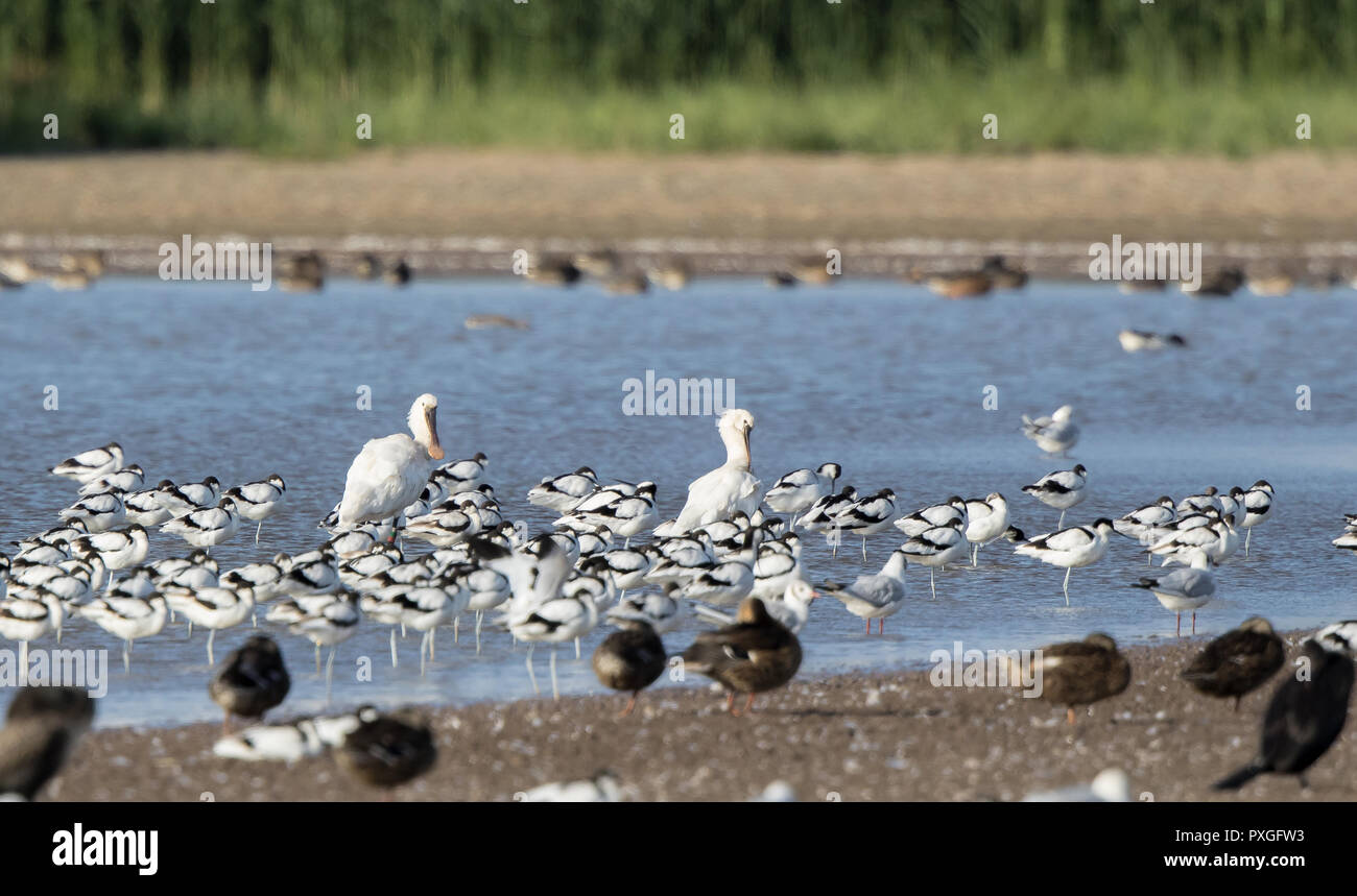 Landscape capture of avocet colony (recurvirostra avosetta) standing in shallow water with two spoonbills in middle. Flock of long-legged wading birds. Stock Photo