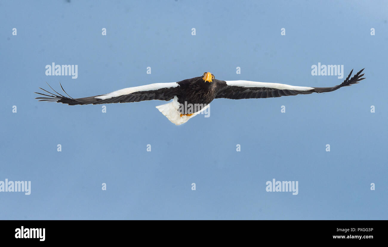Adult Steller's sea eagle in flight. Blue sky background. Scientific name: Haliaeetus pelagicus. Natural Habitat. Winter Season. Stock Photo