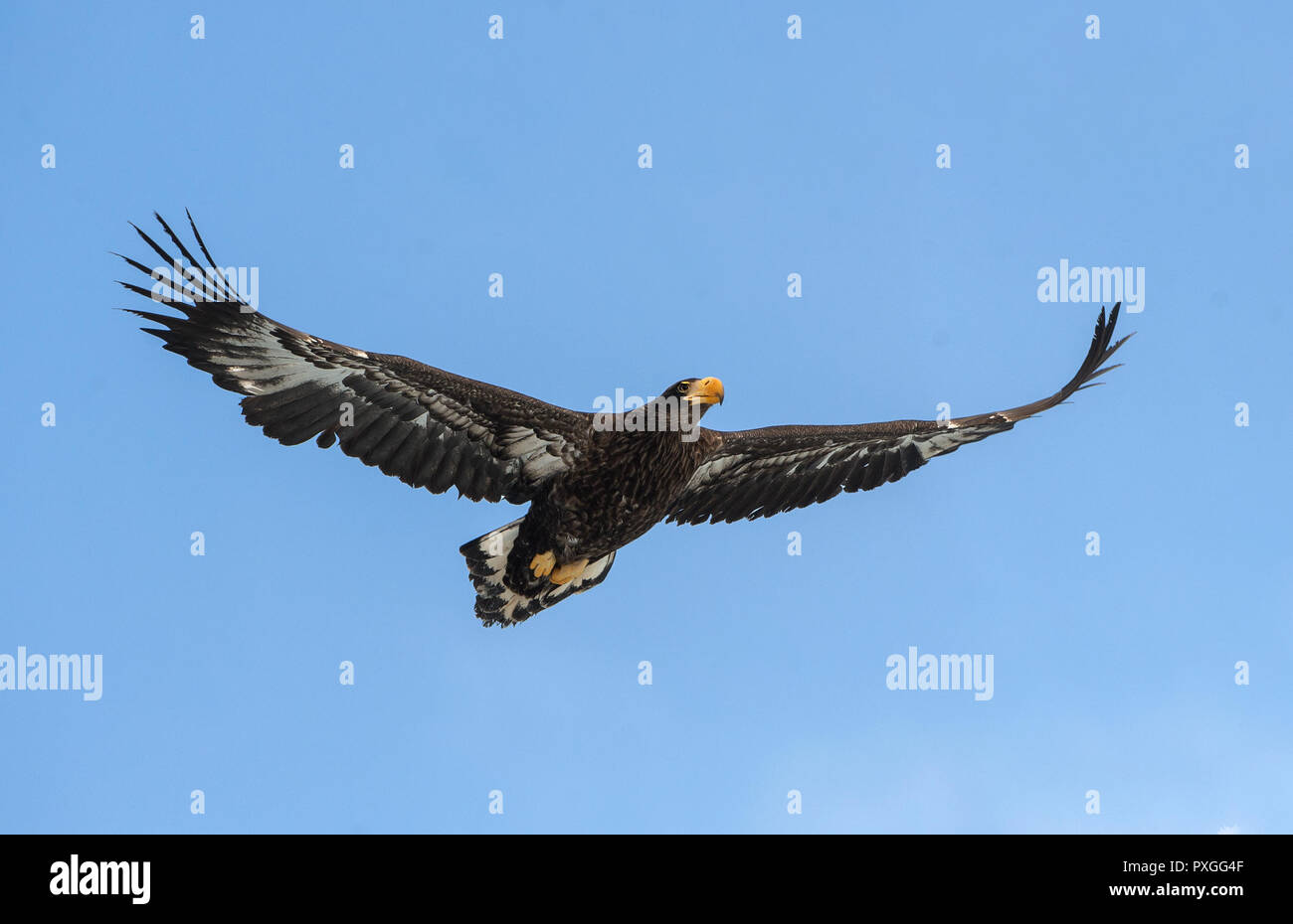 Juvenile Steller's sea eagle . Scientific name: Haliaeetus pelagicus. Blue sky background. Stock Photo