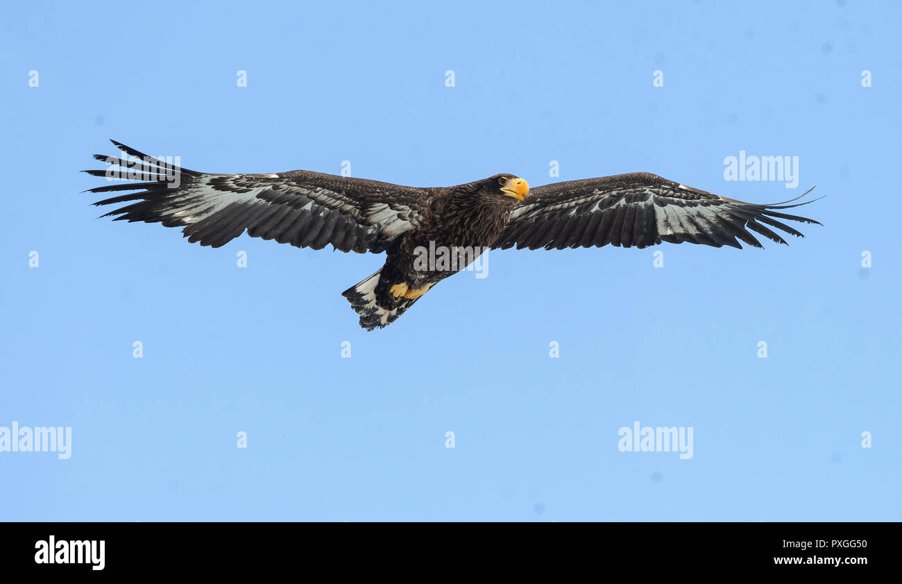 Juvenile Steller's sea eagle . Scientific name: Haliaeetus pelagicus. Blue sky background. Stock Photo