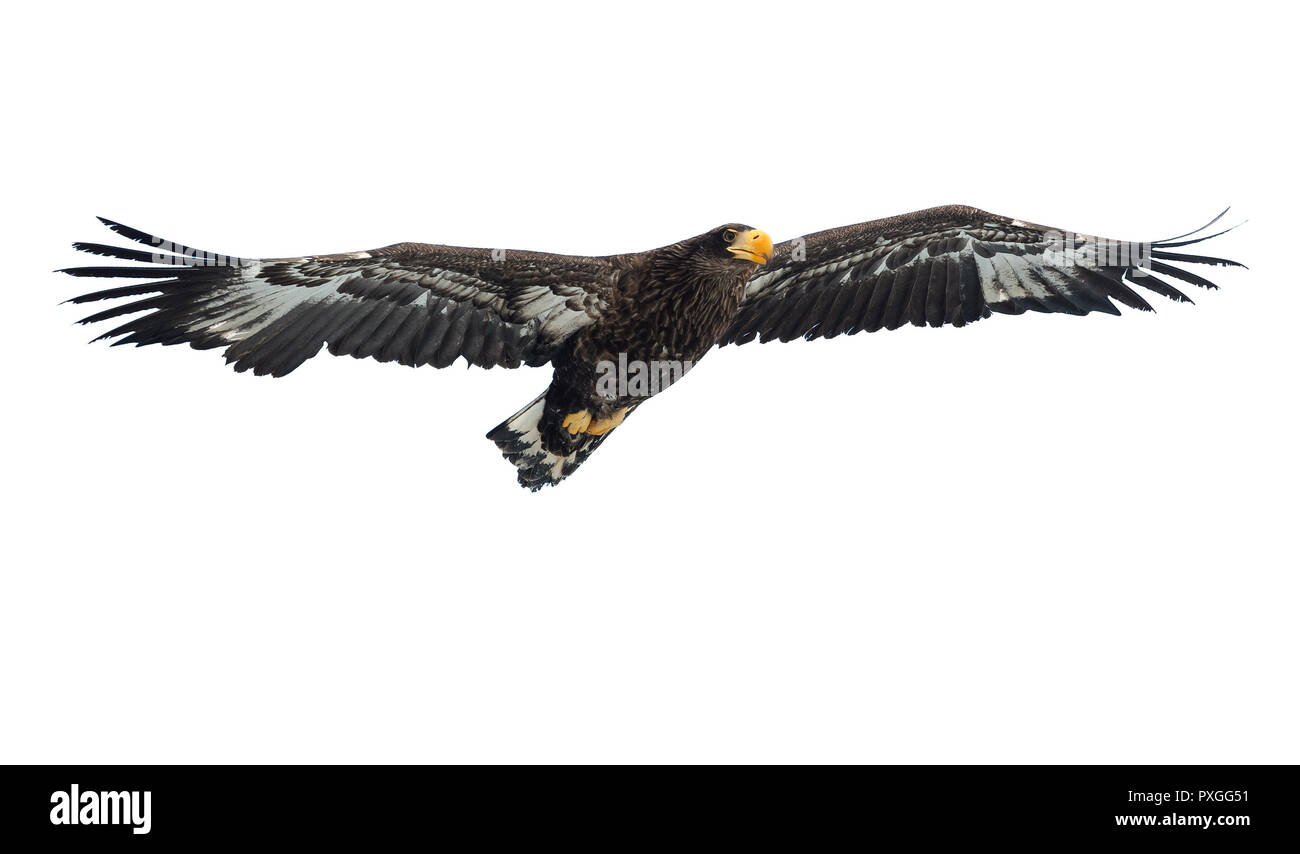 Juvenile Steller's sea eagle in flight . Scientific name: Haliaeetus pelagicus. Isolated on white. White  background. Stock Photo