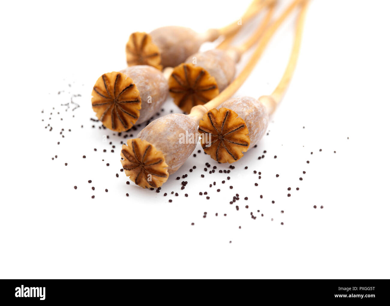Dried poppy seed pods of breadseed poppy isolated on white background Stock Photo Alamy