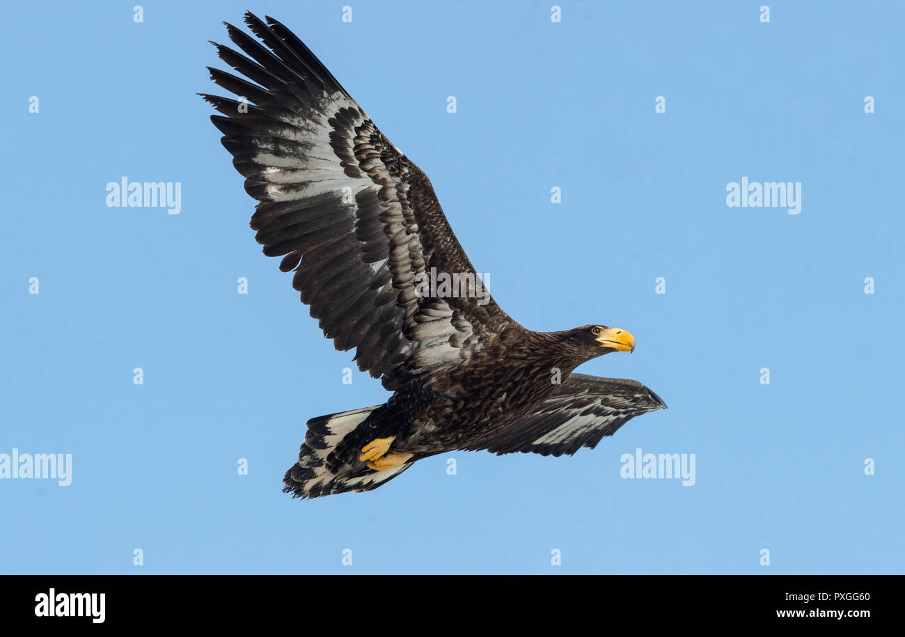 Juvenile Steller's sea eagle . Scientific name: Haliaeetus pelagicus. Blue sky background. Stock Photo