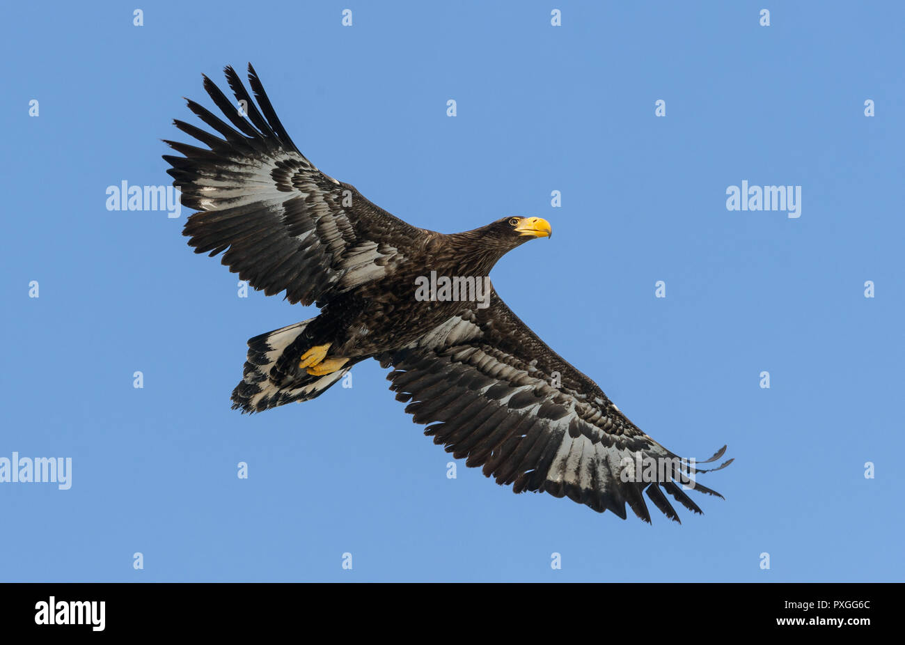 Juvenile Steller's sea eagle . Scientific name: Haliaeetus pelagicus. Blue sky background. Stock Photo