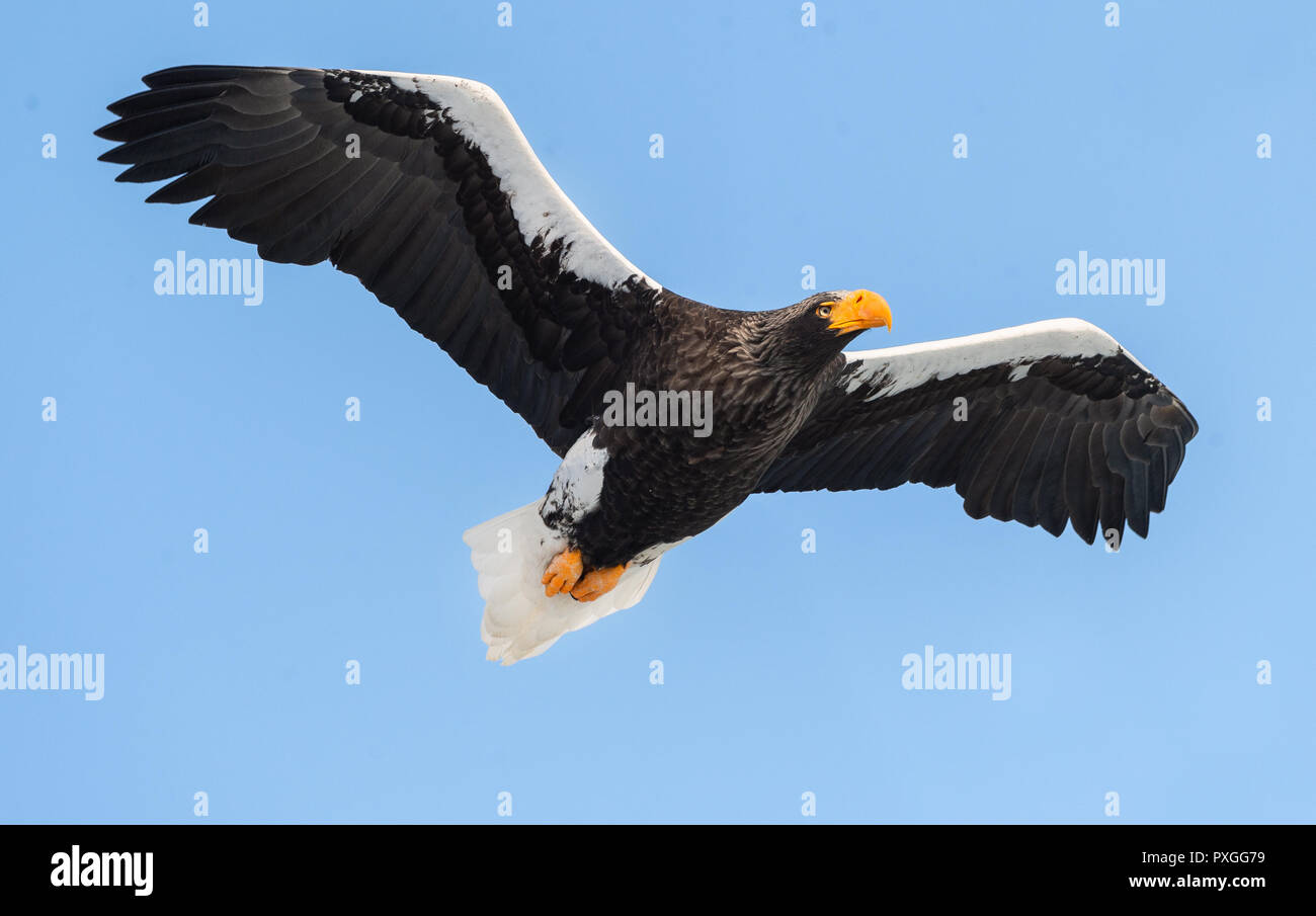 Adult Steller's sea eagle in flight. Blue sky background. Scientific name: Haliaeetus pelagicus. Natural Habitat. Winter Season. Stock Photo