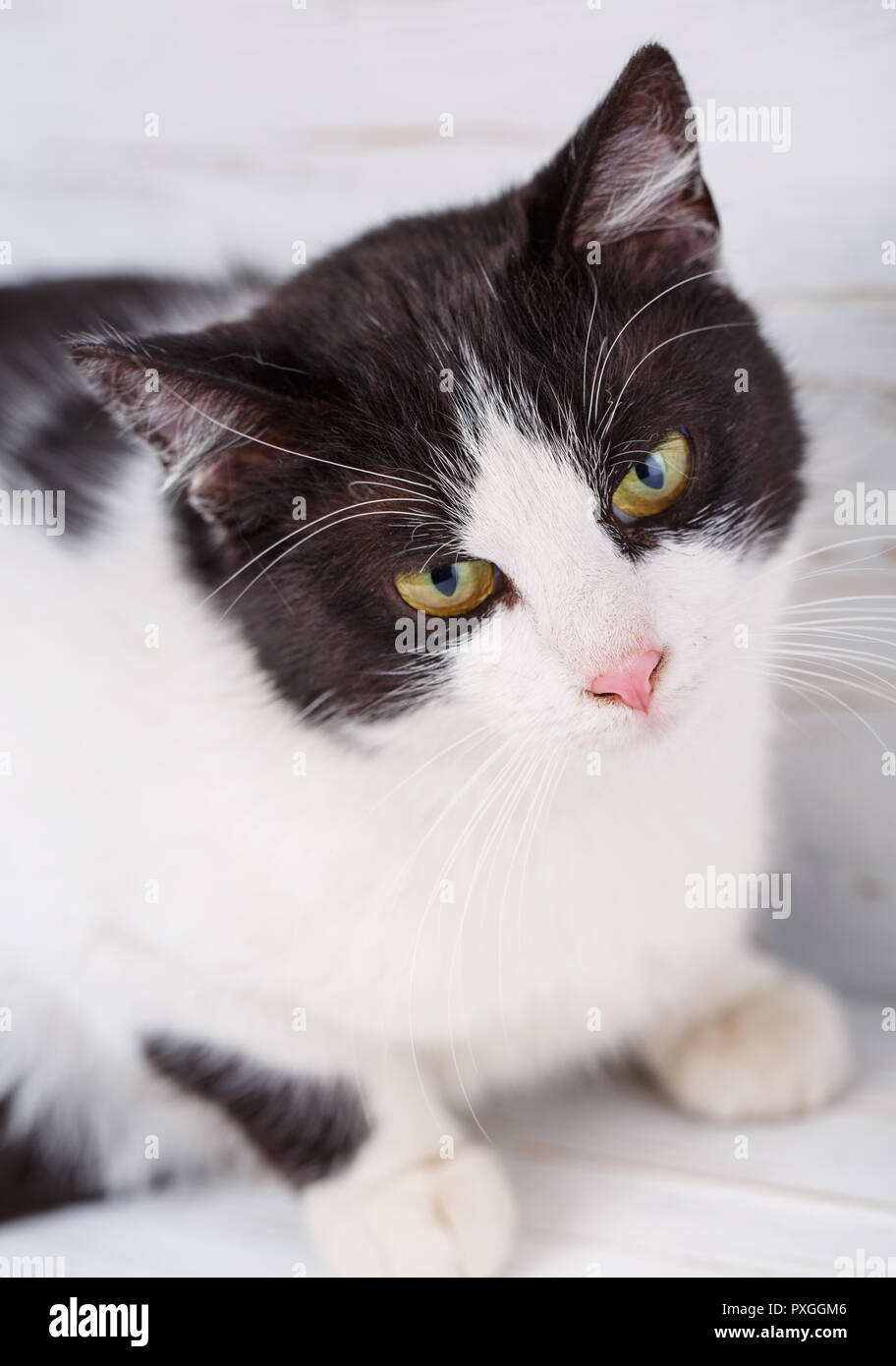 Portrait of a black and white cat on a light background. Stock Photo