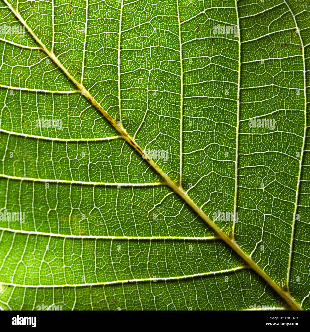 Leaf Veins Macro Pattern Intricate Green Leaf Vein Patterns Under