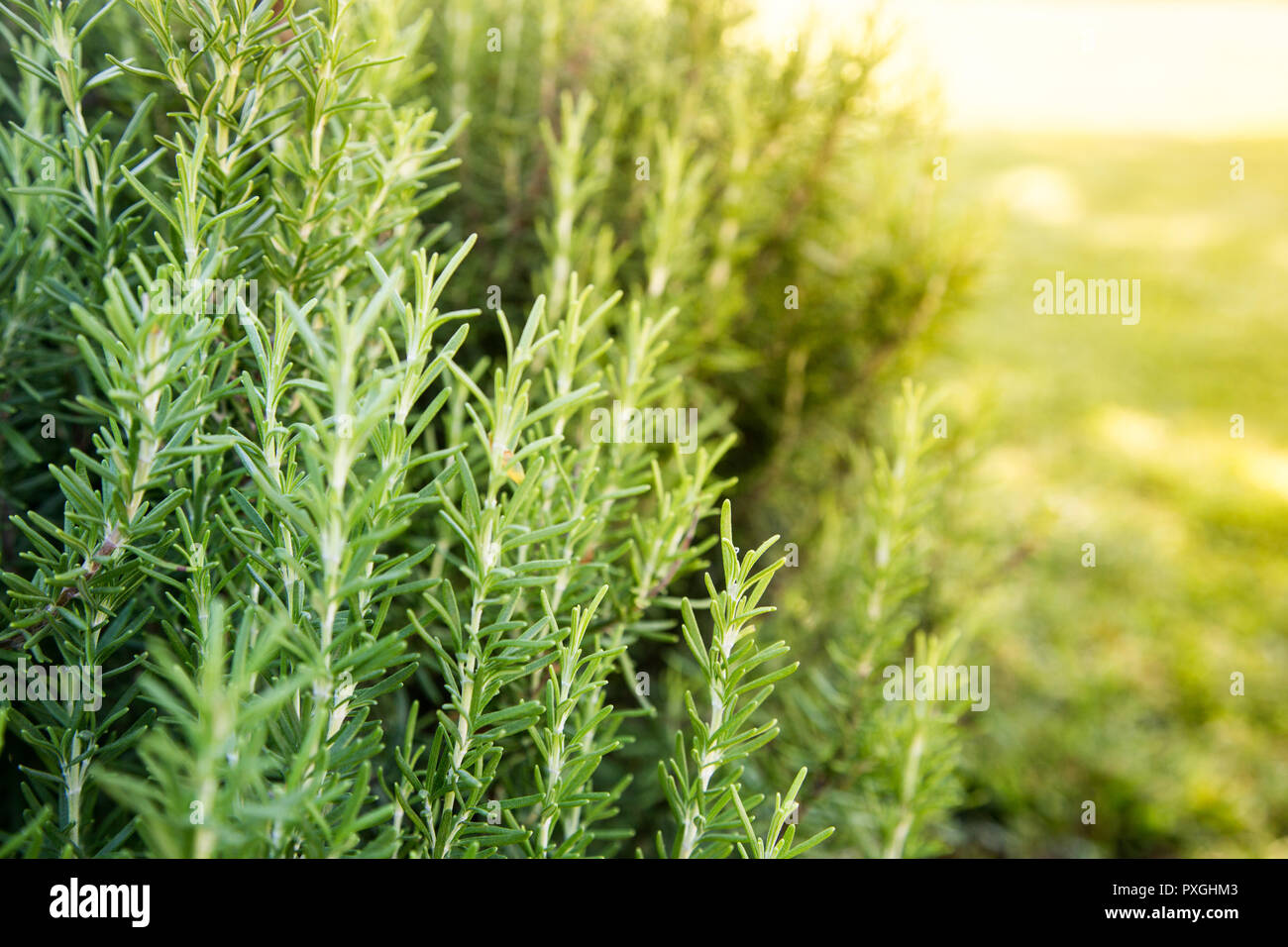 Fresh Rosemary Herb grow outdoor. Rosemary herb garden Stock Photo Alamy
