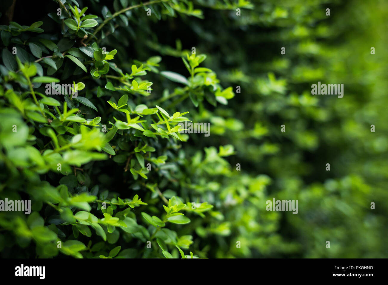Green Leaves background. Green leaf pattern background, Natural background/ Stock Photo