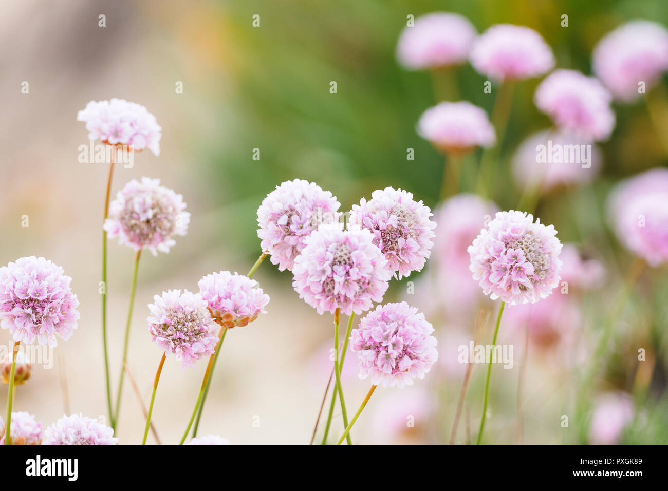 Beautiful delicate pink flowers to be found on dunes of Algarve coas in summer, Portugal Stock Photo