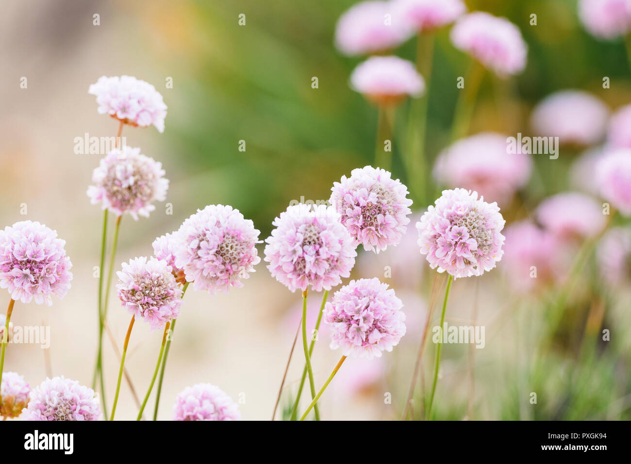 Beautiful delicate pink flowers to be found on dunes of Algarve coas in summer, Portugal Stock Photo