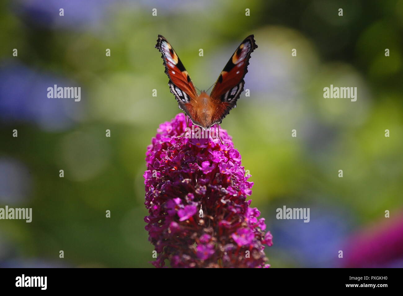 Peacock butterfly on a buddleia bush Stock Photo - Alamy