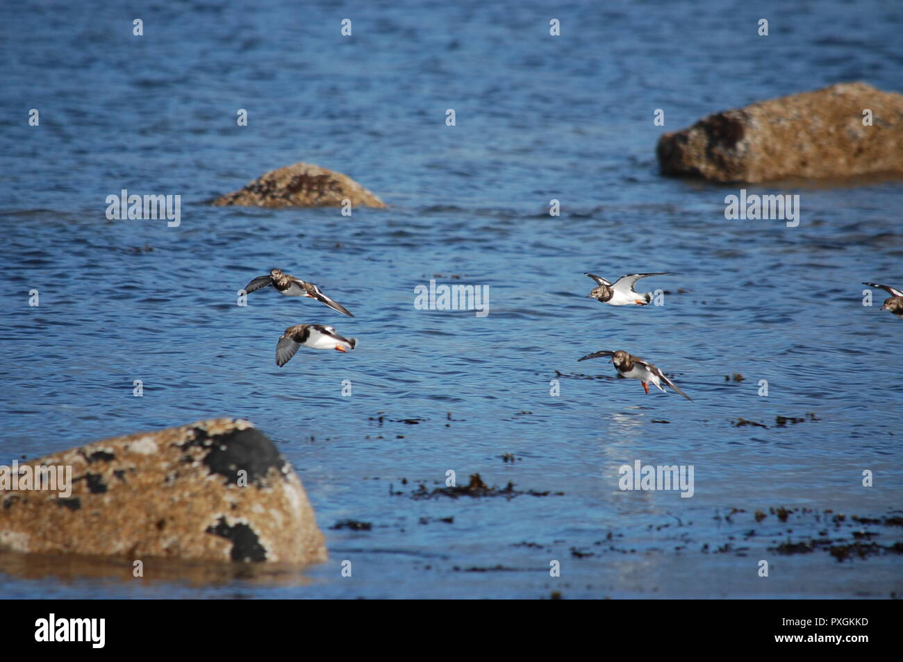 Purple sandpipers coming into land Stock Photo