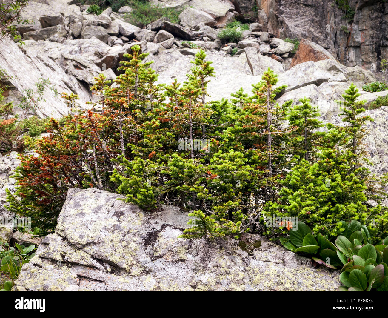 Stunted trees growing on a rock in the mountains Stock Photo