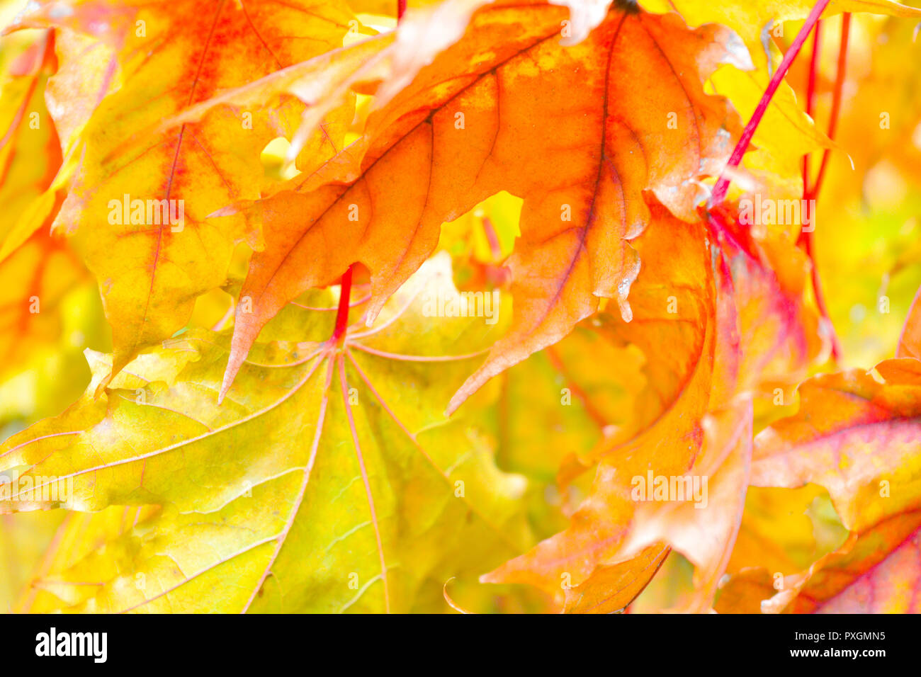 Branch of autumn maple leaves. Maple tree with yellow leaves on autumn ...