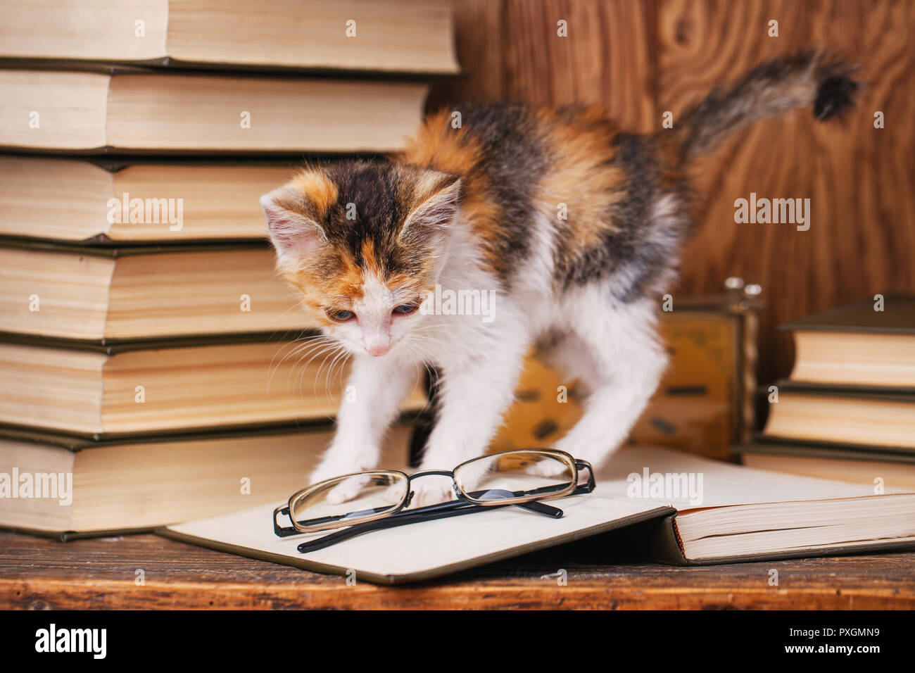 The cat is played with eyepieces lying on the book Stock Photo