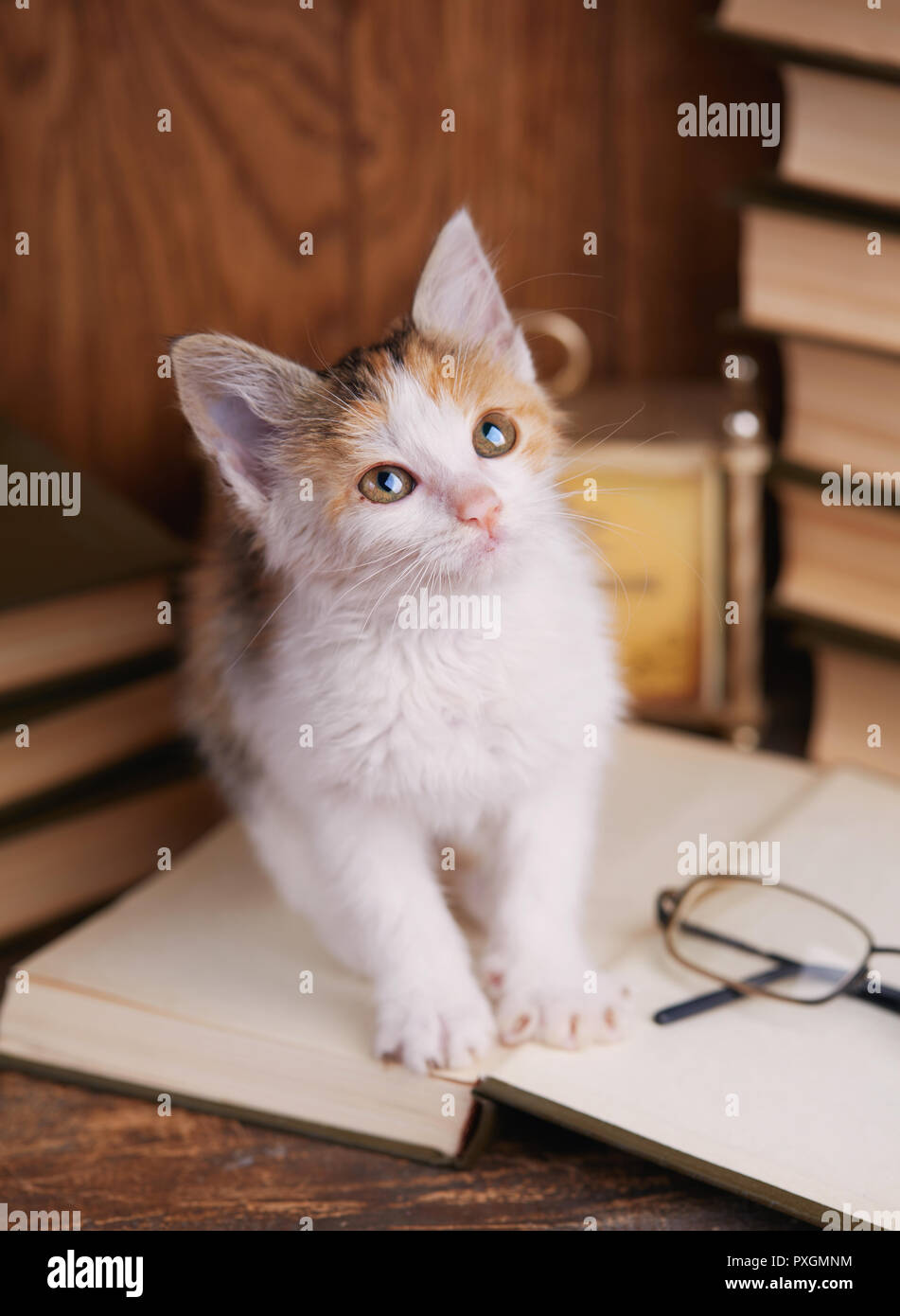 Cat in library hi-res stock photography and images - Alamy