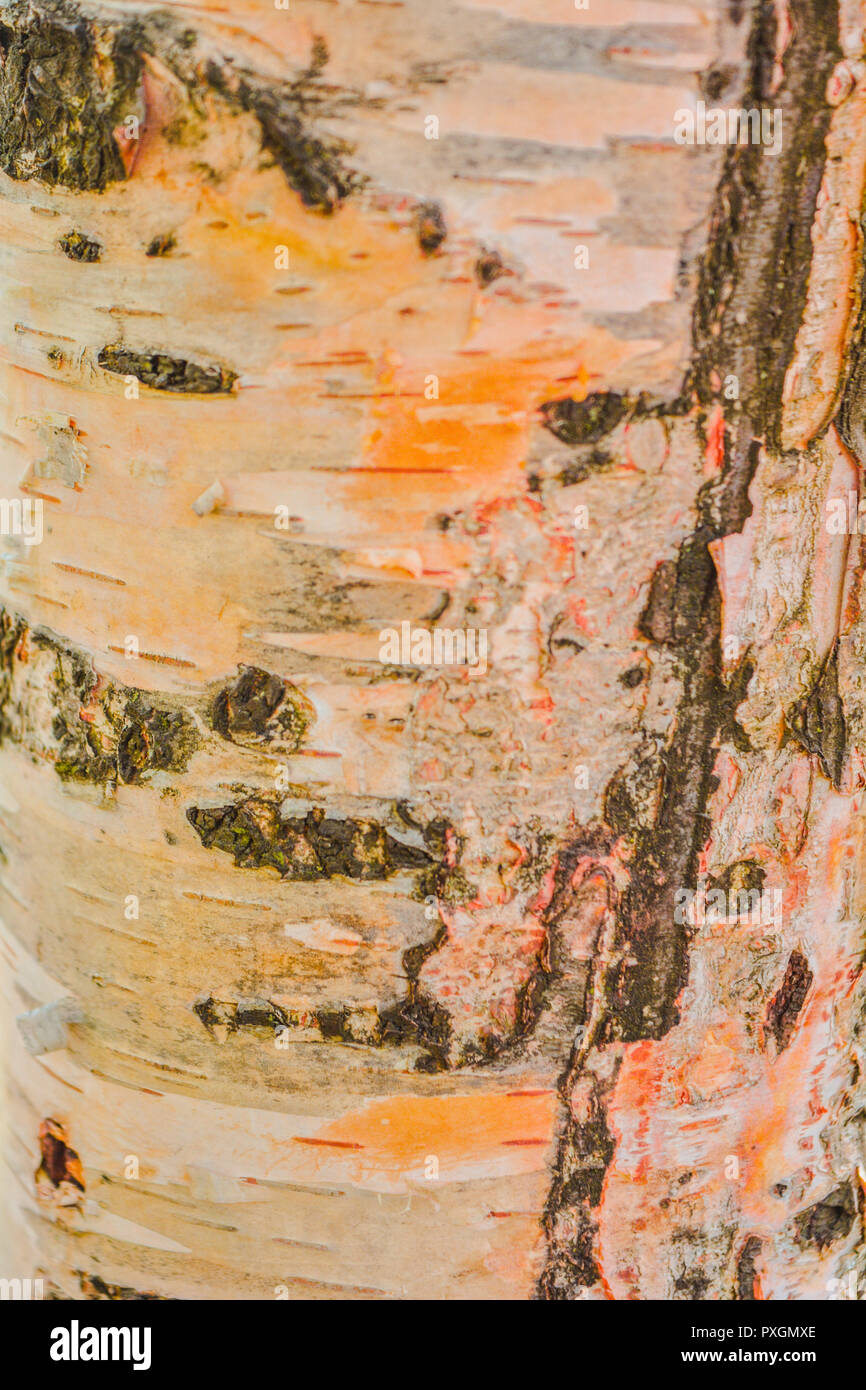 Texture of old birch tree bark with green moss. White birch bark on a tree  trunk Stock Photo - Alamy