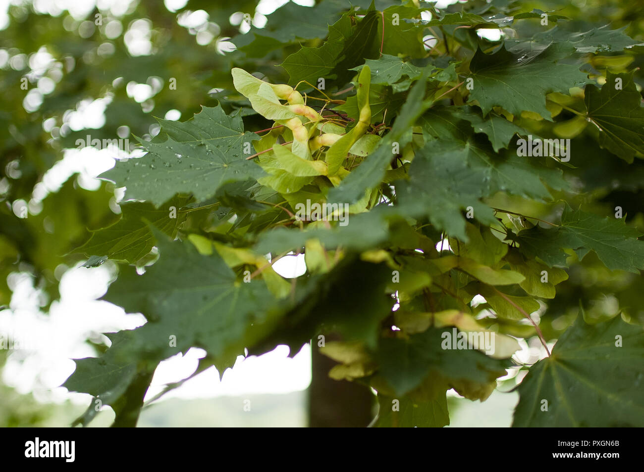 Green maple leaves and ripening maple seeds in August on a beautiful bokeh background Stock Photo