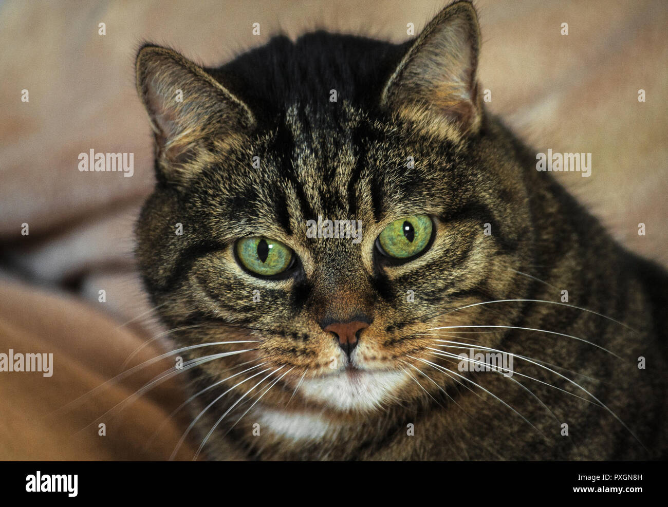 an adult mongrel cat female, huge green eyes and striped color, brown shades with black, lying on a light beige rug, orange nose, small ears, Stock Photo