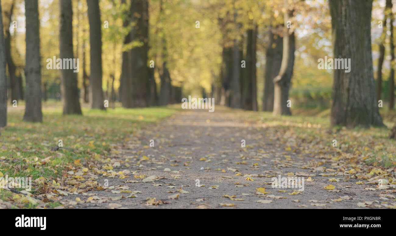 Low angle shot of fallen autumn leaves on city alley in the morning ...
