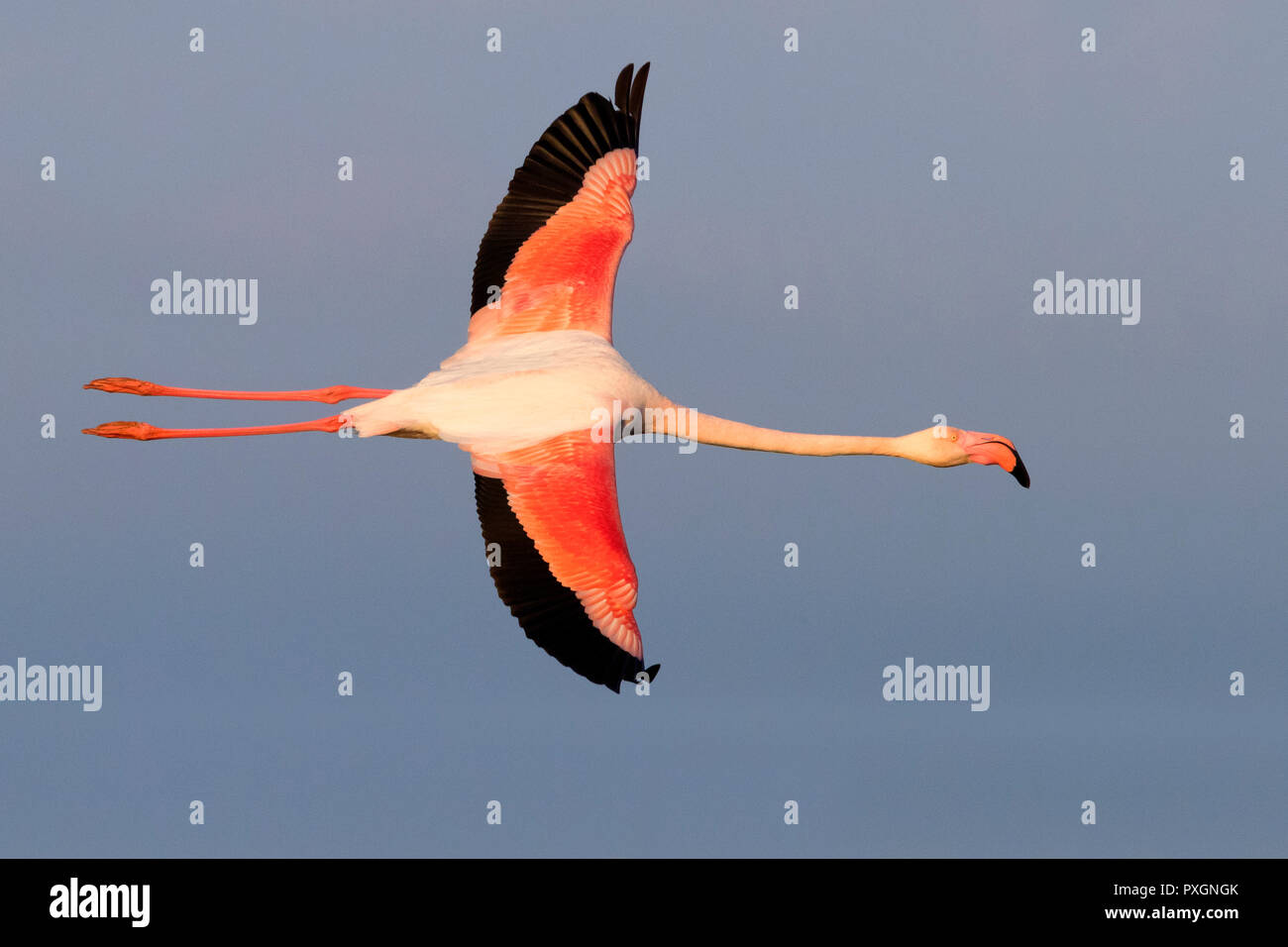 Flamingo flying hi-res stock photography and images - Alamy