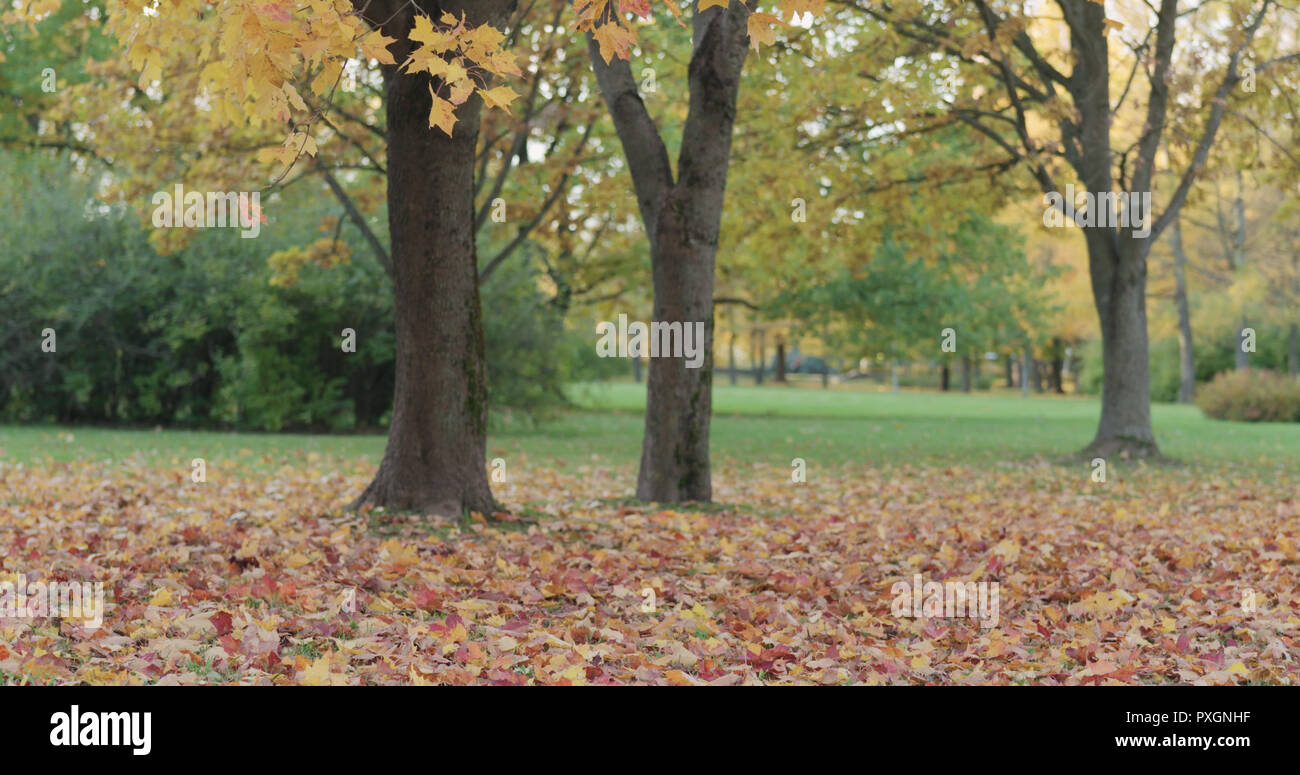 maple tree in park slowly shedding leaves Stock Photo Alamy