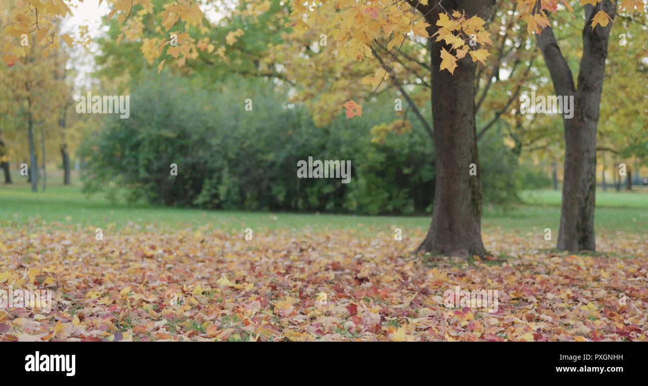 maple tree in park slowly shedding leaves Stock Photo Alamy