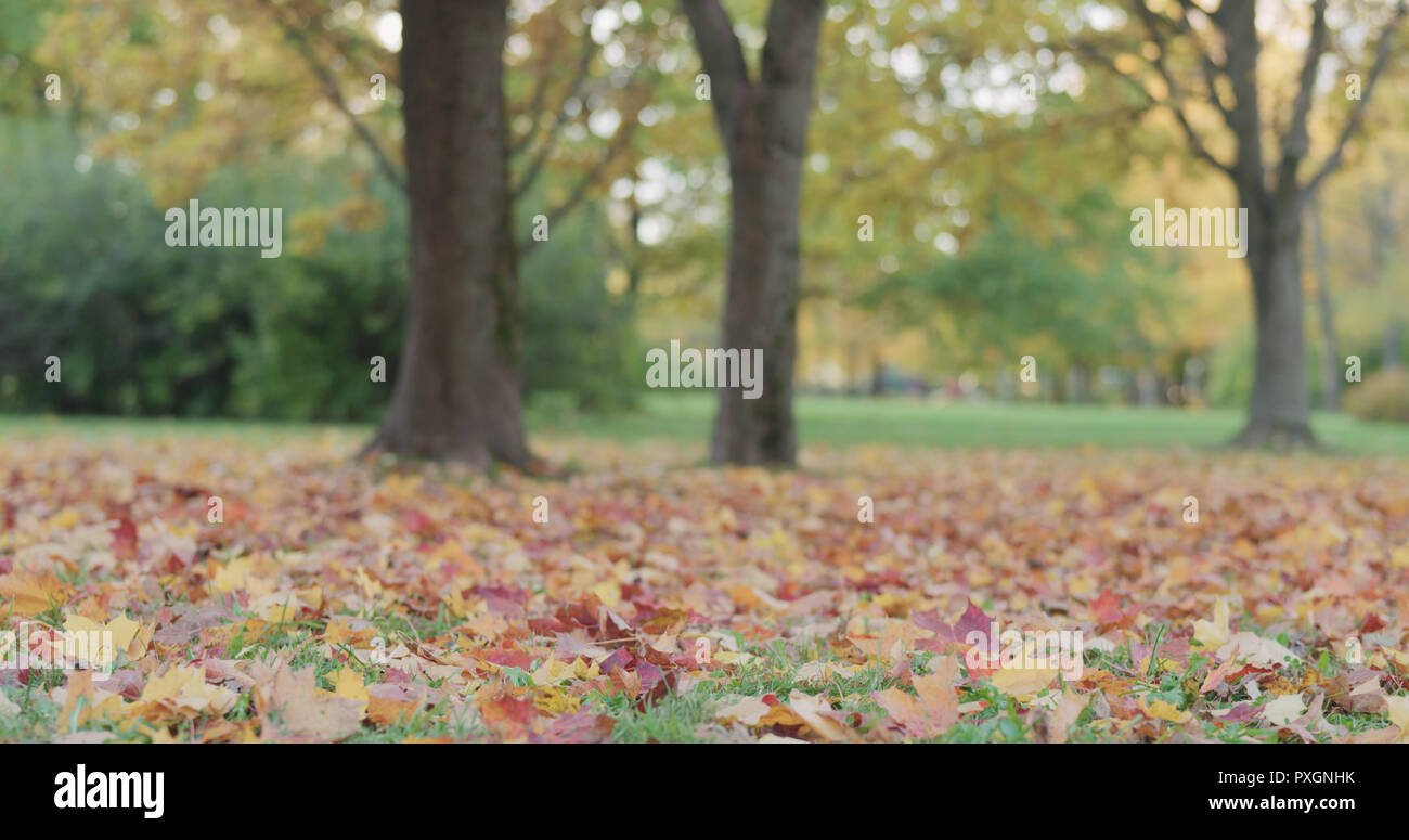 maple tree in park slowly shedding leaves Stock Photo Alamy