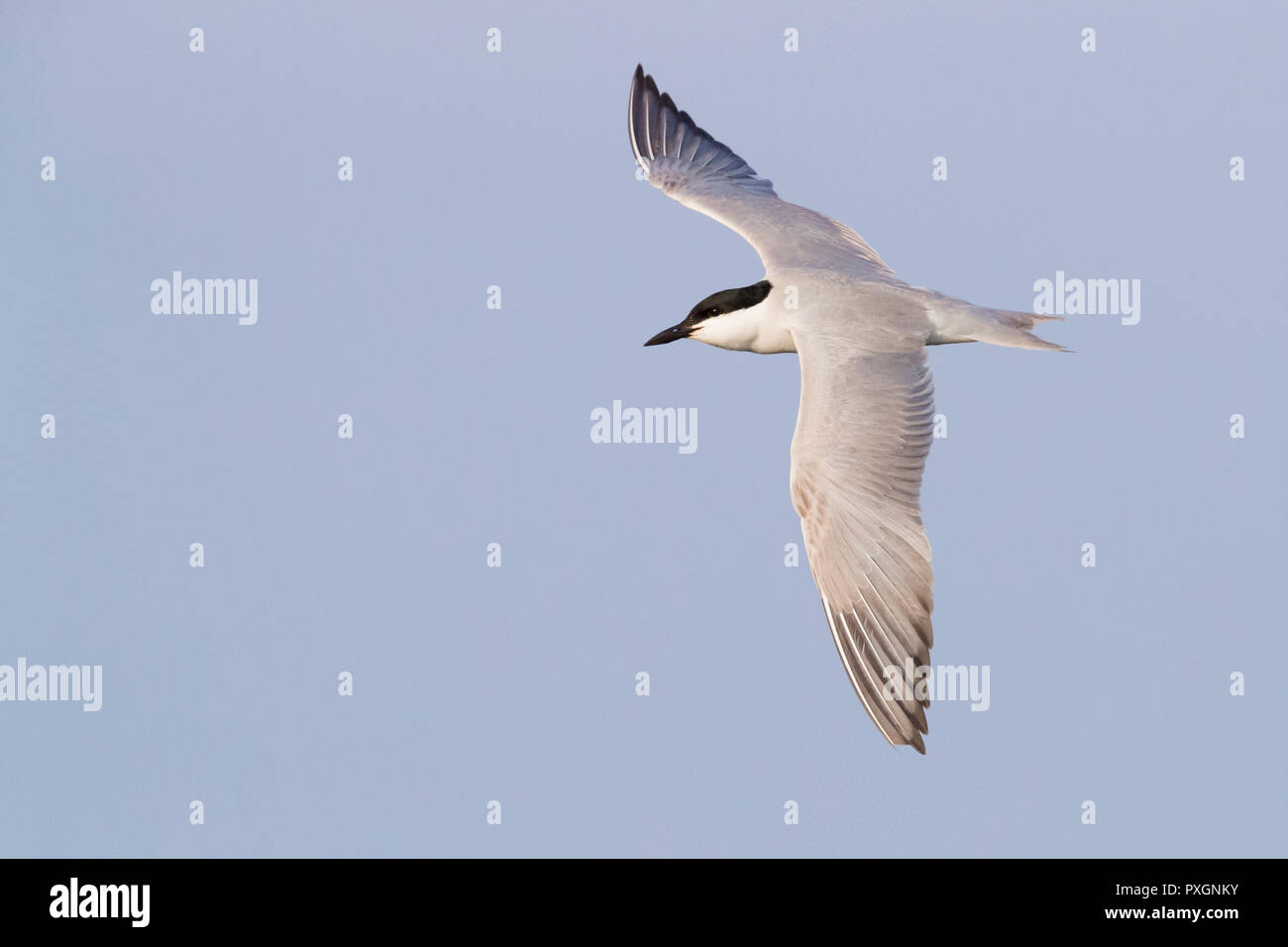 Gull-billed Tern (Gelochelidon nilotica), adult in flight seen from the ...