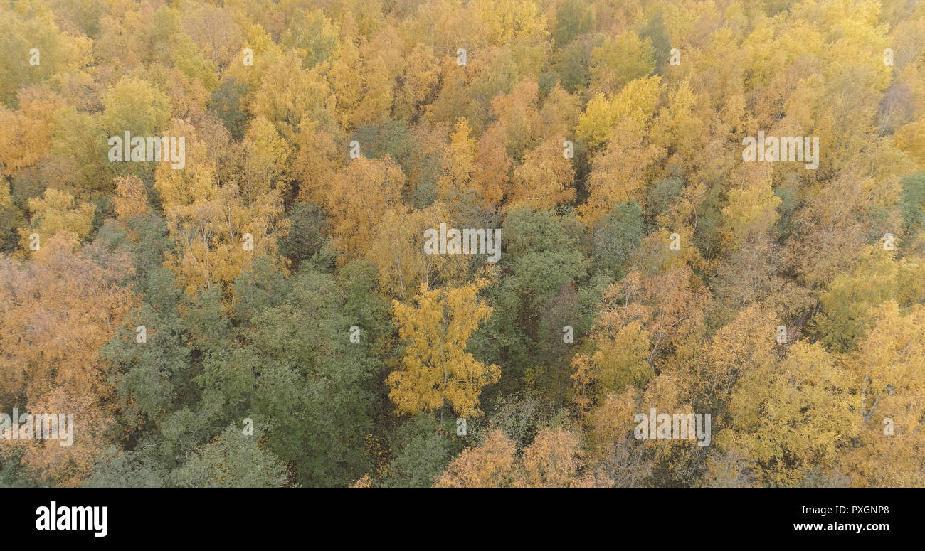 Aerial view over yellow golden birch forest in autumn Stock Photo - Alamy