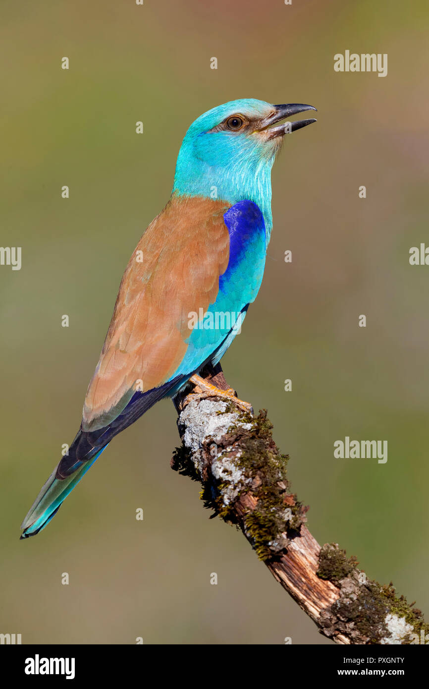 European Roller Coracias Garrulus Side View Of An Adult Perched On A European Roller Coracias Garrulus Side View Of An Adult Perched On A