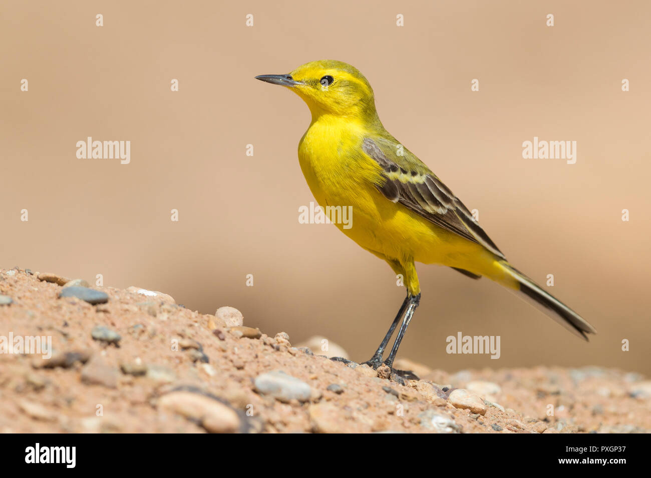 Western Yellow Wagtail (Motacilla flava flavissima), adult male standing on the ground in Morocco Stock Photo