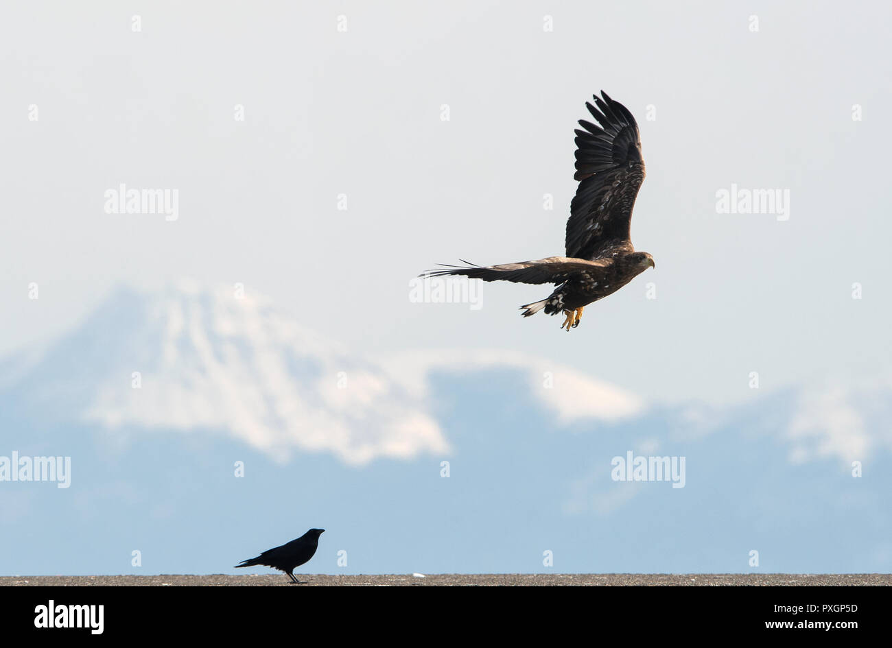 Adult White tailed sea eagle and raven. Winter Mountain background.  Natural Habitat. Winter Season. Stock Photo