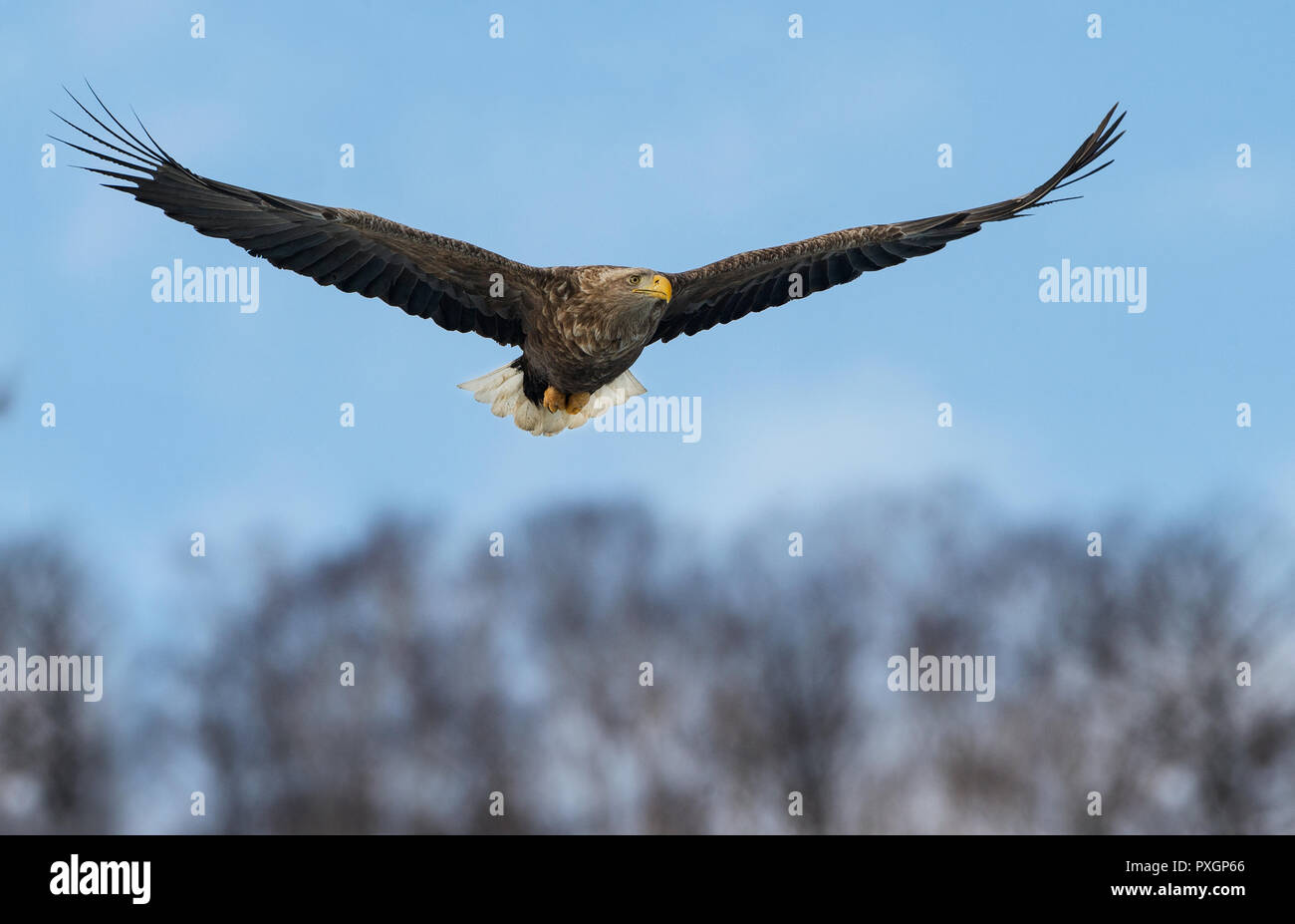 Adult White tailed eagle in flight. Mountainbackground. Scientific name: Haliaeetus albicilla, also known as the ern, erne, gray eagle, Eurasian sea e Stock Photo