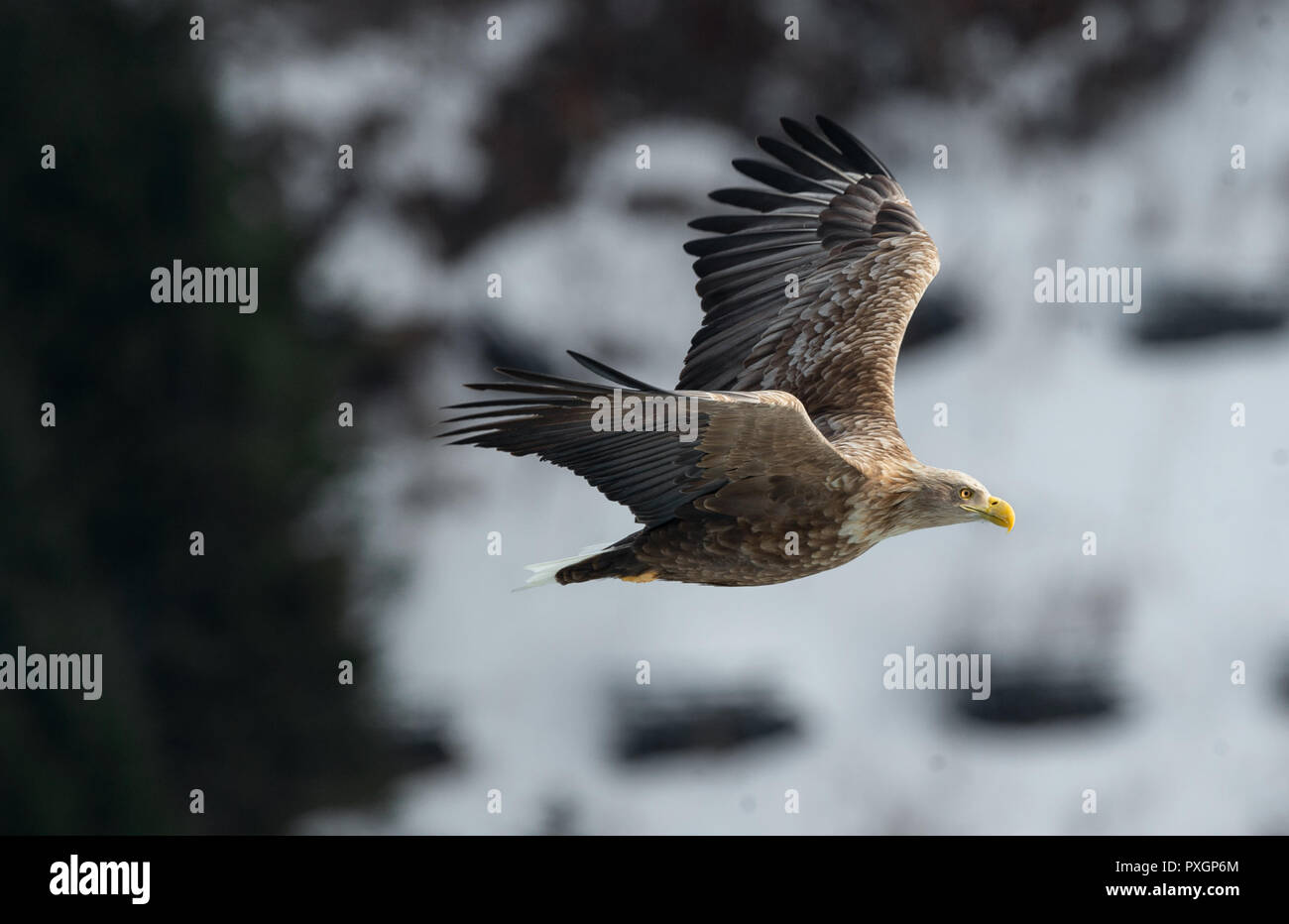 Adult White tailed eagle in flight. On Winter background. Scientific name: Haliaeetus albicilla, the ern, erne, gray eagle, Eurasian sea eagle and whi Stock Photo