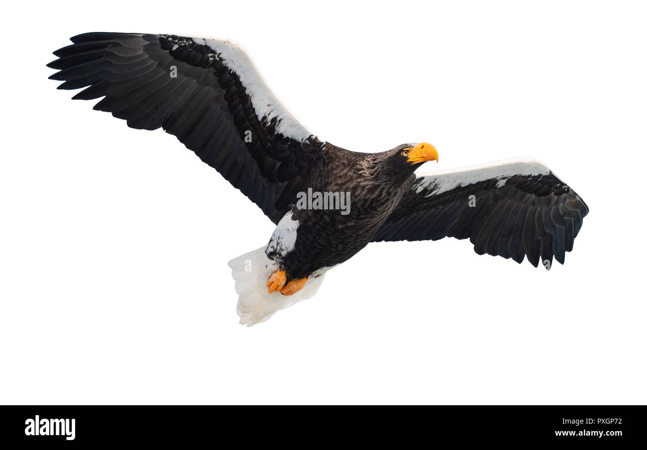 Adult Steller's sea eagle in flight. Isolated on White background. Scientific name: Haliaeetus pelagicus. Natural Habitat. Winter Season. Stock Photo