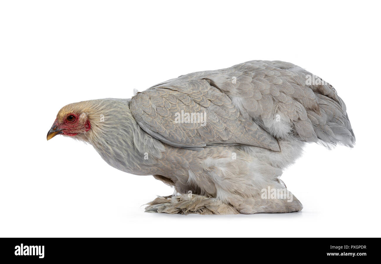 Blue young adult Brahma chicken sitting down side ways, looking