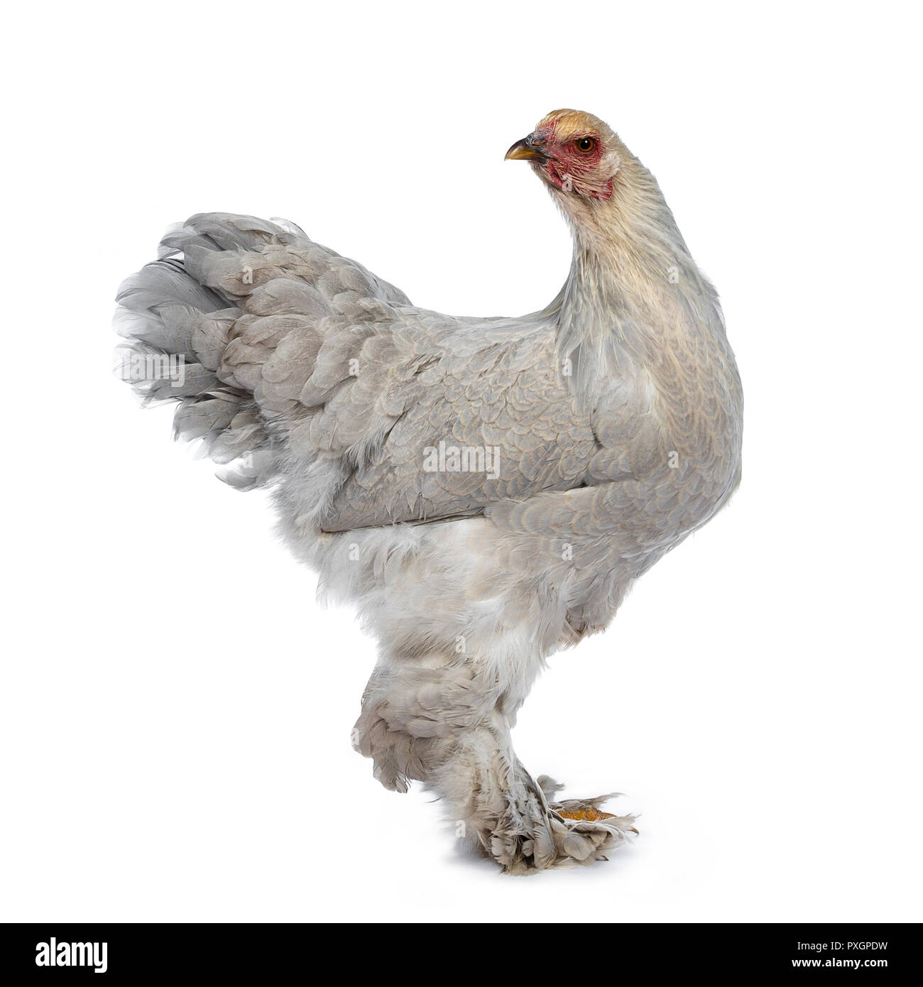 Alive chicken bird studio shot hi-res stock photography and images - Alamy