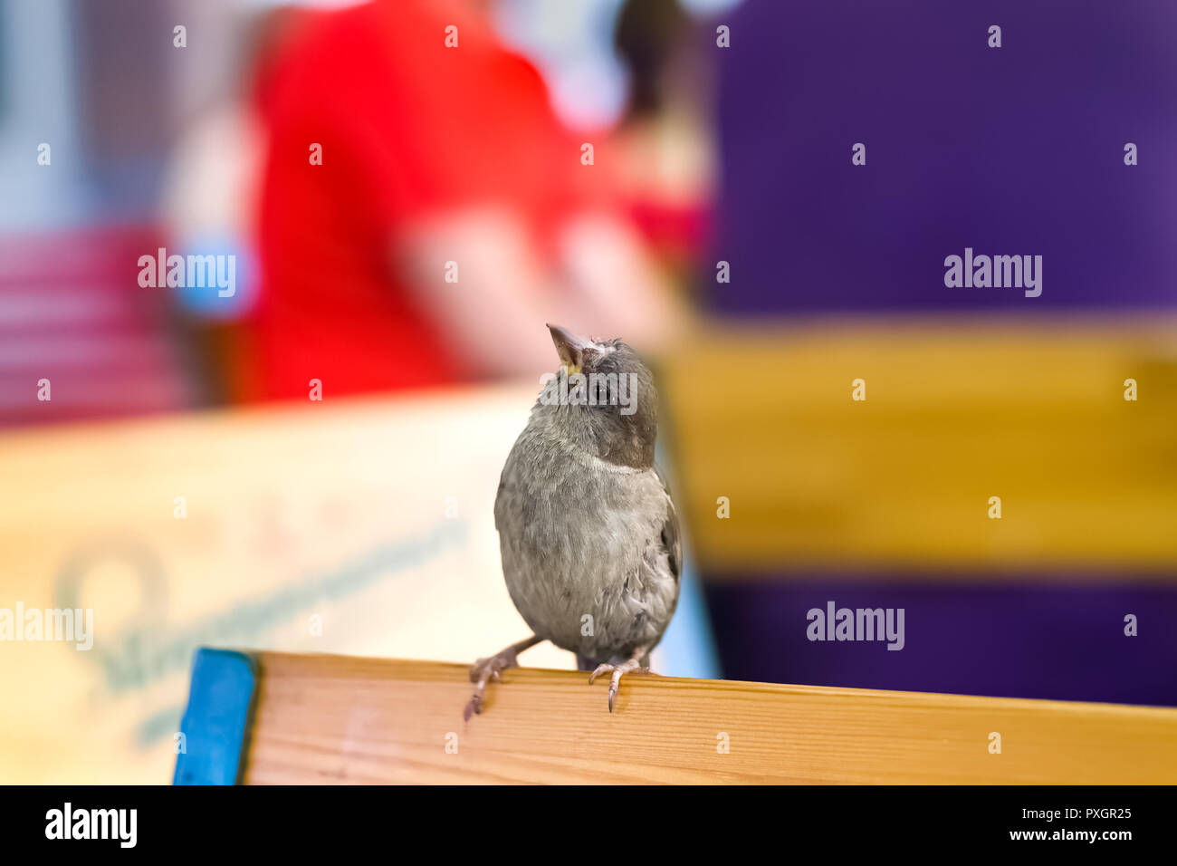 Sparrow on the back of a chair in a summer cafe Stock Photo