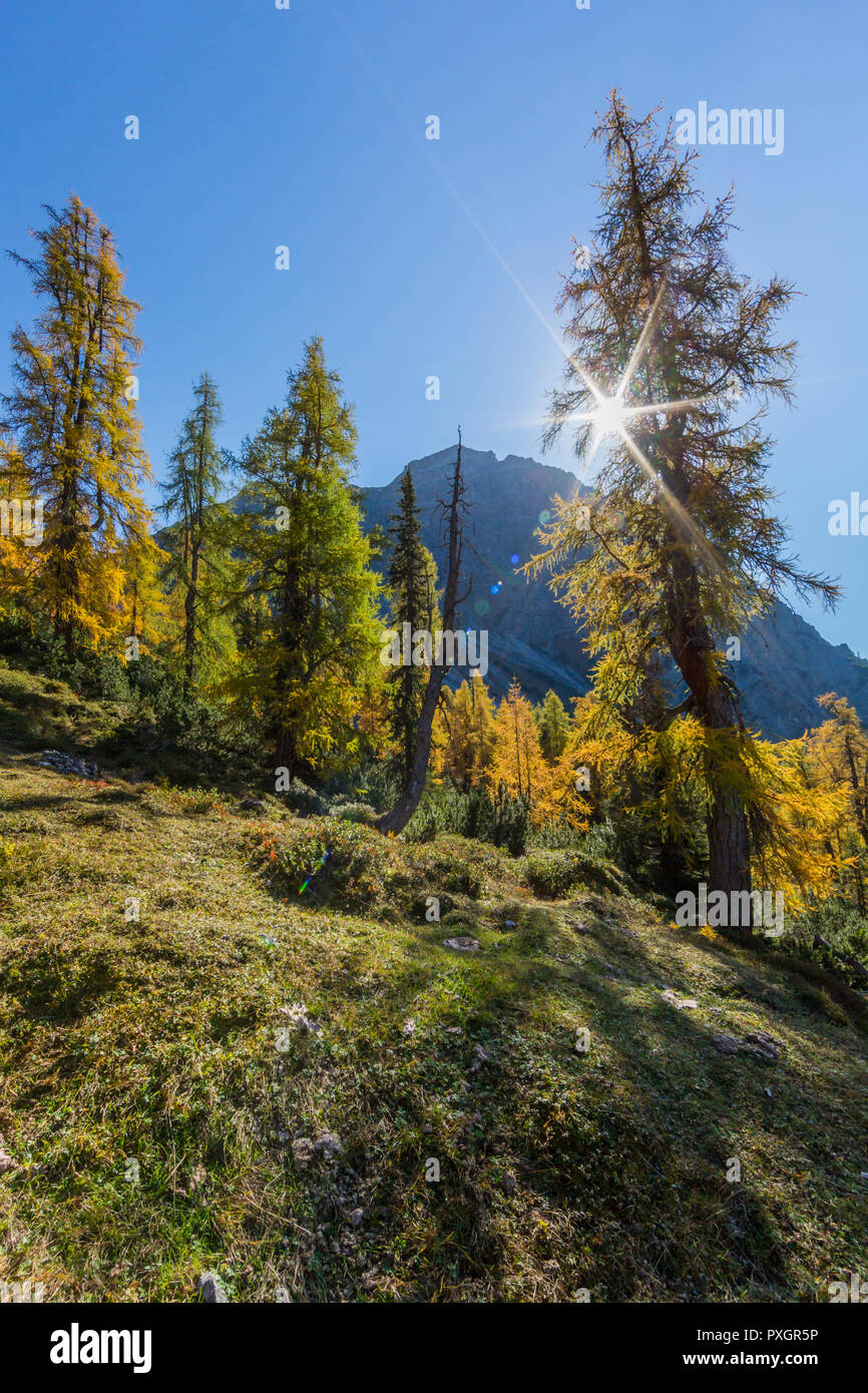 sun behind natural golden spruces in autumn in alpine mountains, blue sky Stock Photo
